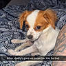 Coco Chanel joined the competition — help win amazing prizes! dog, small_dog, bed, blanket, patterned_blanket, indoor, pet, cute, fur, white_fur, brown_fur, tattoo, arm, resting, animal, cozy, closeup, guilty_look, snapchat_text, human_arm