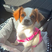Coco Chanel joined the competition — help win amazing prizes! dog, puppy, pet_bed, car_interior, pink_harness, sunlight, cute, small_dog, white_fur, brown_ears, sitting, window, car_door, seat, leather, cozy, domestic_animal, companion, happy, indoor