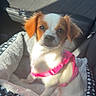 dog, puppy, pet_bed, car_interior, pink_harness, sunlight, cute, small_dog, white_fur, brown_ears, sitting, window, car_door, seat, leather, cozy, domestic_animal, companion, happy, indoor