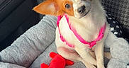 Coco Chanel is registered to the contest to win money with this photo: dog, puppy, pet_bed, car_seat, harness, toy, plush_toy, orange_fur, white_fur, small_dog, cute, pet, indoor, car_interior, seatbelt, fabric, cozy, looking_up, pink, red
