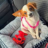 dog, puppy, pet_bed, car_seat, harness, toy, plush_toy, orange_fur, white_fur, small_dog, cute, pet, indoor, car_interior, seatbelt, fabric, cozy, looking_up, pink, red