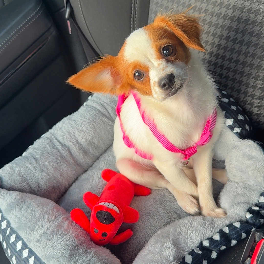 Coco Chanel is registered to the contest to win money with this photo: dog, puppy, pet_bed, car_seat, harness, toy, plush_toy, orange_fur, white_fur, small_dog, cute, pet, indoor, car_interior, seatbelt, fabric, cozy, looking_up, pink, red