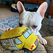 Anna joined the competition — help win amazing prizes! animal, bus, carpet, couch, curious, cute, dog, ears, french_bulldog, furniture, home, indoor, living_room, paw, pet, playful, plush, toy, white, yellow