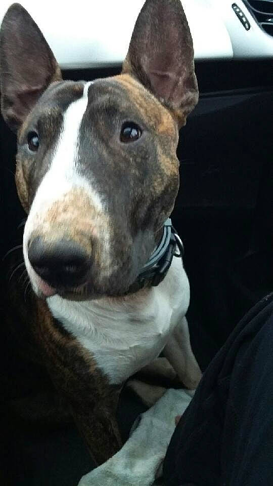 Bull a rejoint le concours — aidez-le/la à gagner de superbes lots ! american_pit_bull_terrier, american_staffordshire_terrier, bull_and_terrier, bull_terrier, bull_terrier_miniature, canidae, carnivore, dog, dog_breed, english_white_terrier, fawn, mammal, non_sporting_group, nose, old_english_terrier, rare_breed_dog, snout, terrier, vertebrate, whiskers