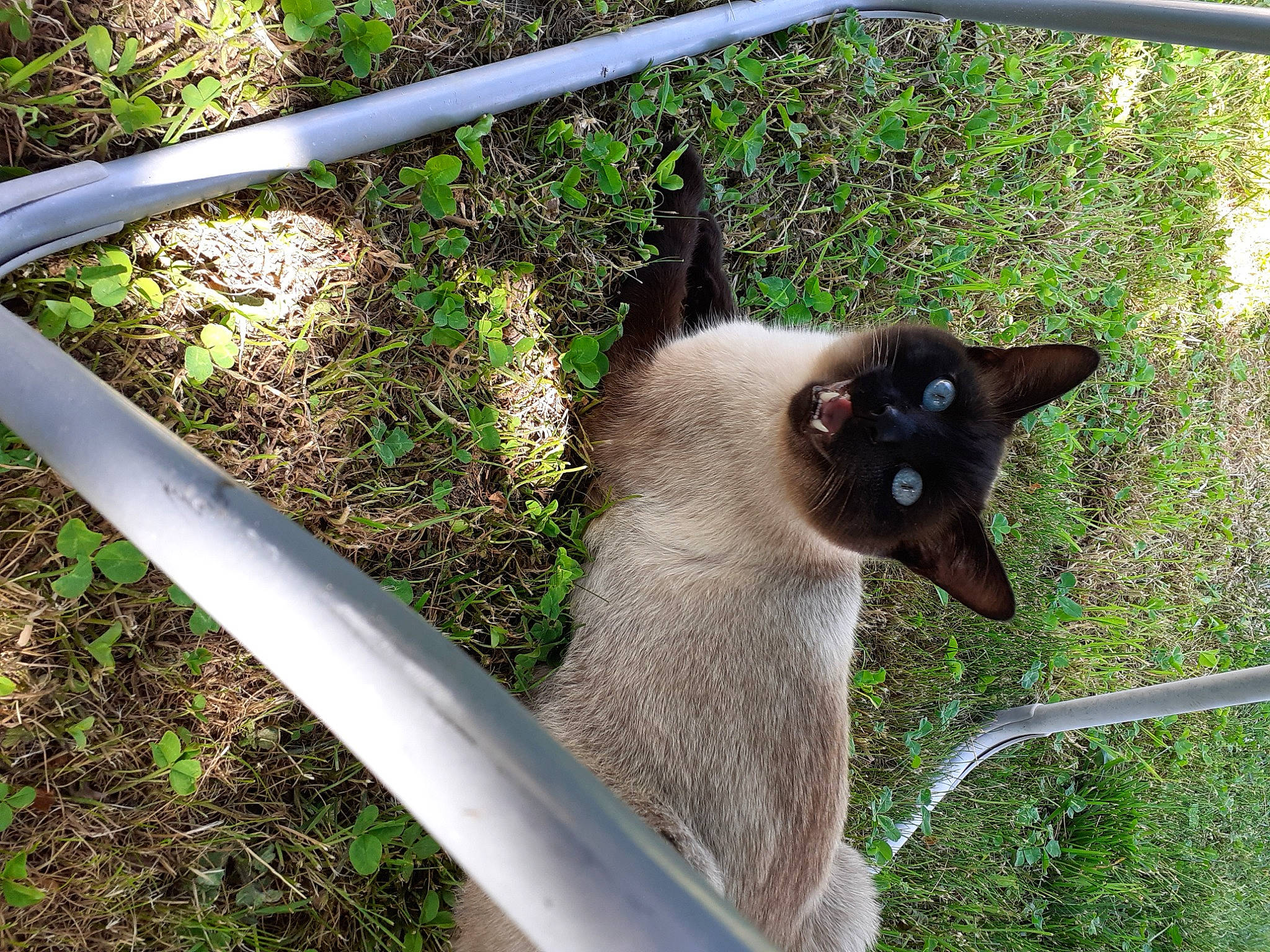 Burning participe au concours pour gagner de l'argent avec cette photo : balinese, birman, carnivore, cat, domestic_short_haired_cat, fawn, felidae, fur, grass, plant, shade, siamese, small_to_medium_sized_cats, snout, tail, terrestrial_animal, thai, tonkinese, whiskers, wildlife