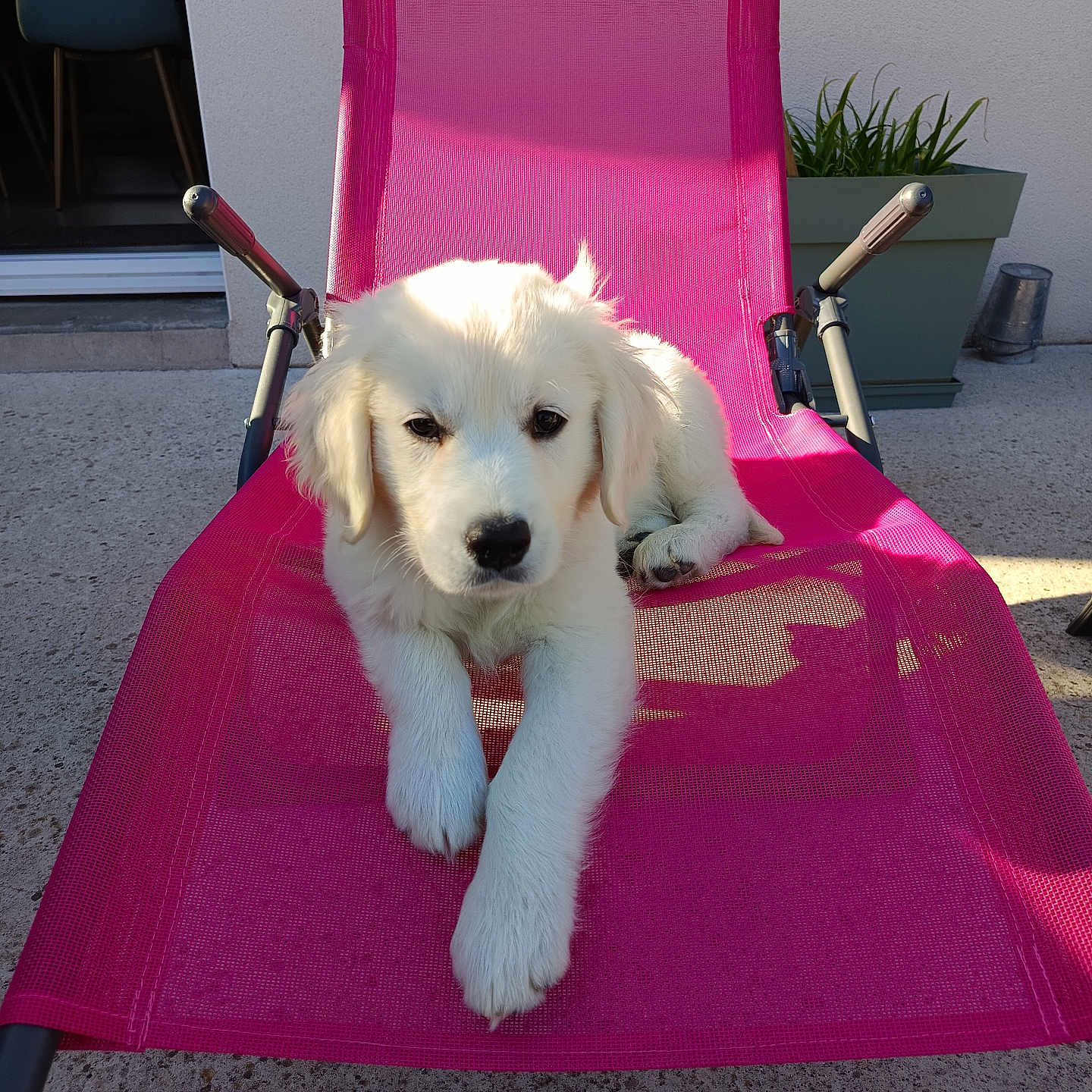 Alphy participe au concours pour gagner de l'argent avec cette photo : puppy, dog, white, outdoor, chair, pink_chair, pet, relaxed, sunlight, patio, plant, potted_plant, concrete, furniture, young_dog, cute, animal, domestic_animal, summer, resting