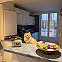 Tymba participe au concours pour gagner de l'argent avec cette photo : appliance, cat, counter, cream_colored, curious, decor, domestic, fluffy, furniture, houseplant, indoor, kitchen, light, pet, refrigerator, tabletop, tins, tray, white_cabinets, window