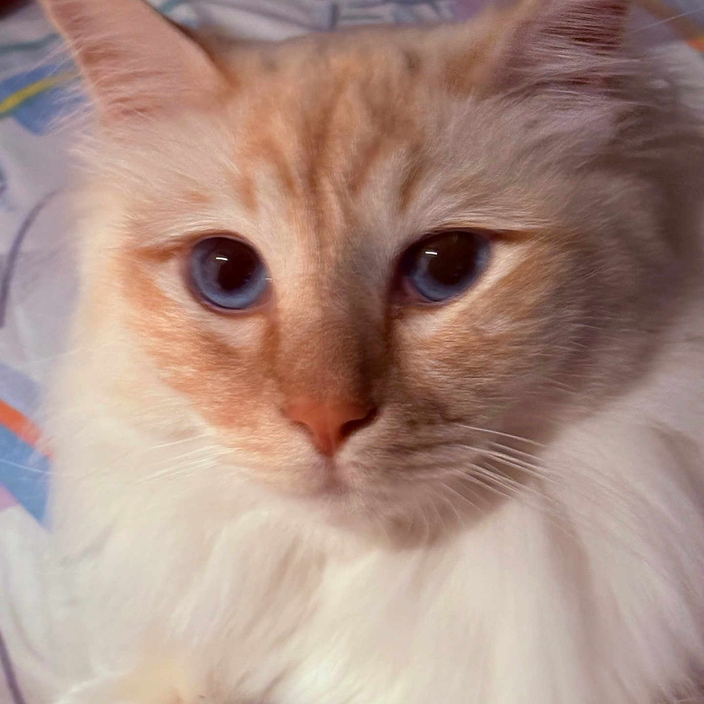 Tymba