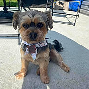 Jax is registered to the contest to win money with this photo: dog, small_dog, bandana, pet, outdoor, patio, concrete, sunlight, shadow, chair, furniture, grass, cute, animal, companion, sitting, looking, ears, fur, tail