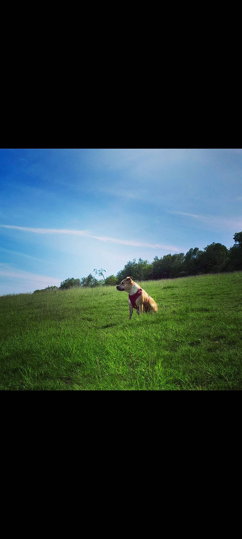 Cena joined the competition — help win amazing prizes! agriculture, carnivore, cloud, companion_dog, dog, dog_breed, fawn, grass, grassland, happy, horizon, landscape, natural_landscape, people_in_nature, plain, plant, sky, tints_and_shades, tree, working_animal