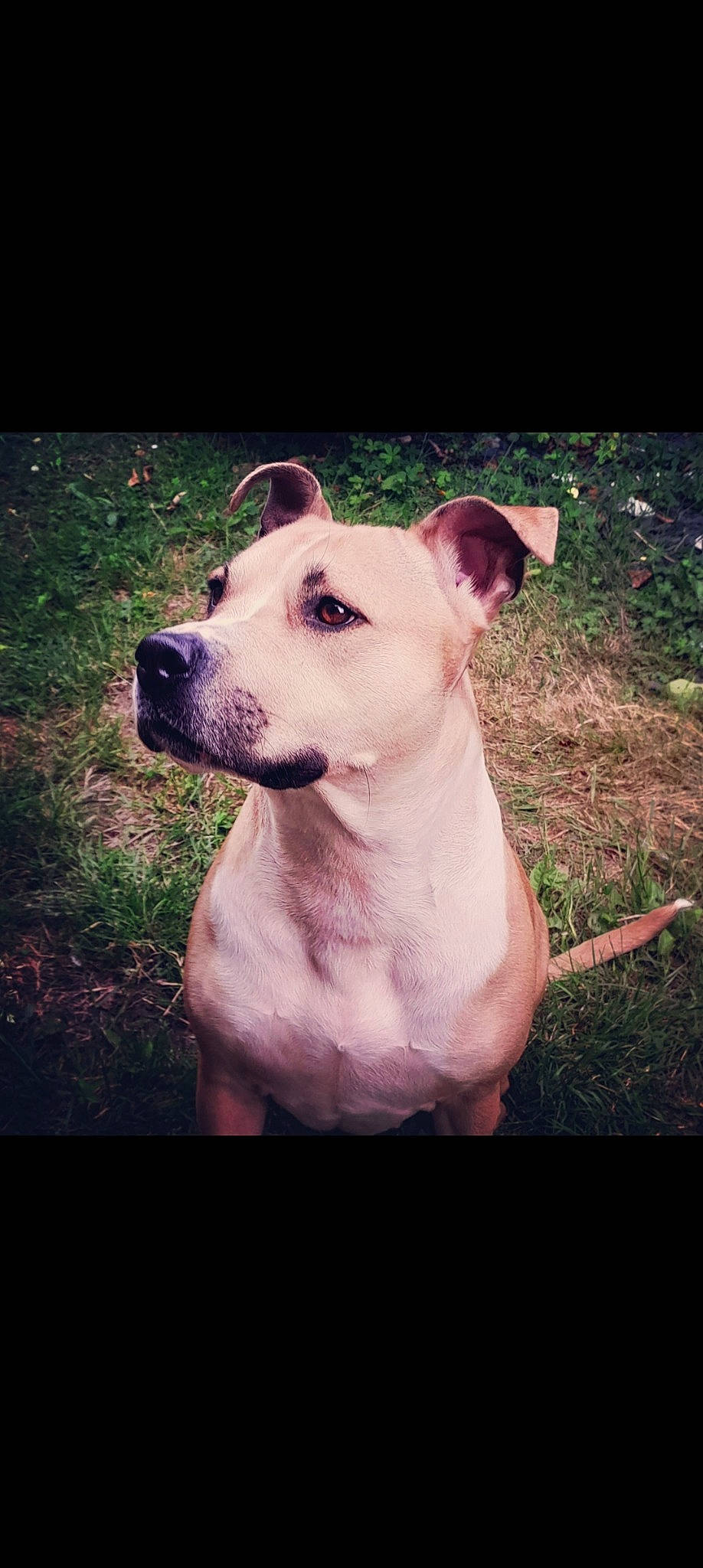 Cena is registered to the contest to win money with this photo: ancient_dog_breeds, canidae, carnivore, companion_dog, cordoba_fighting_dog, darkness, dog, dog_breed, dogo_argentino, fawn, flash_photography, flesh, grass, non_sporting_group, sky, snout, sporting_group, tail, terrestrial_animal, working_animal