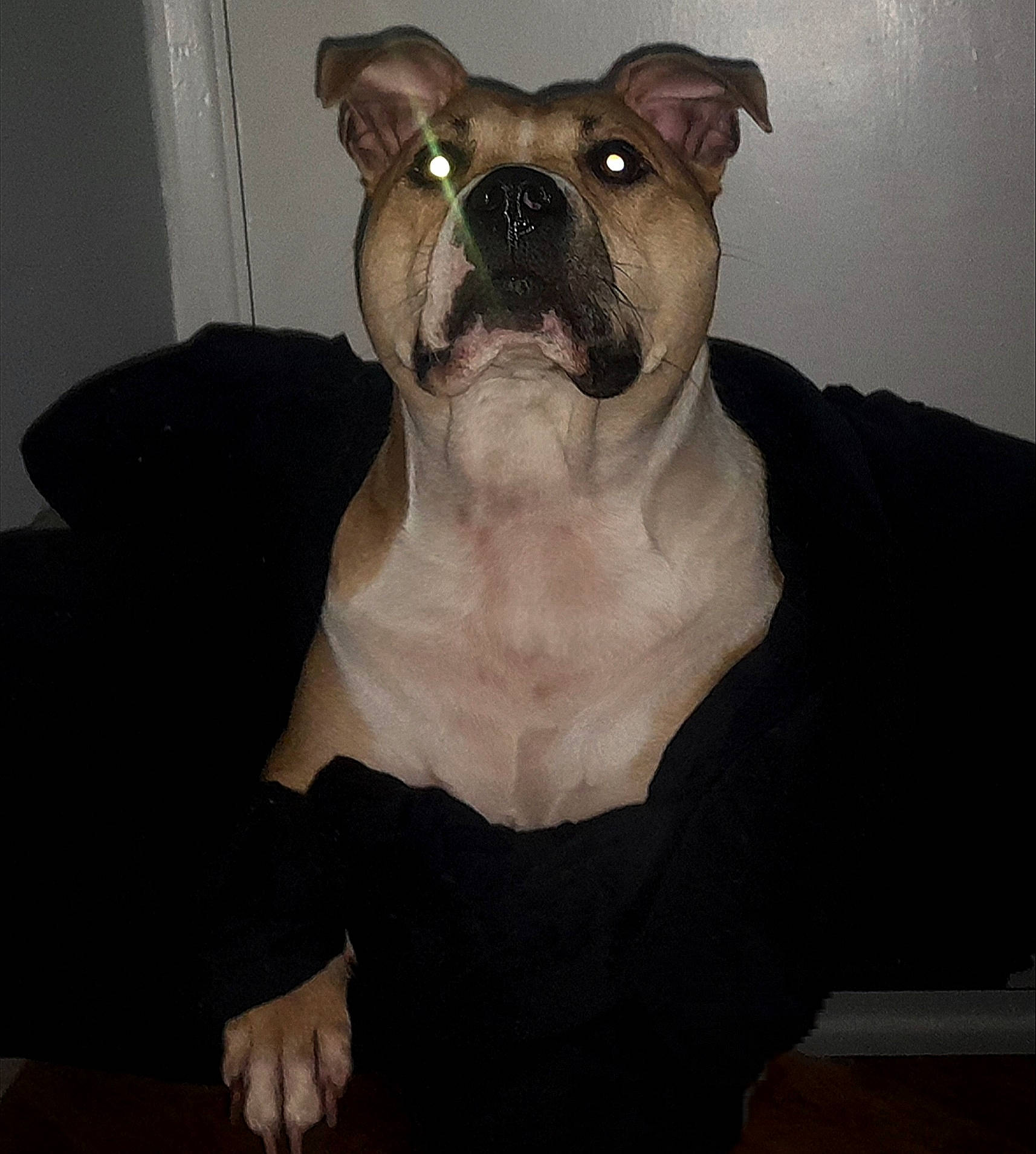 Cena joined the competition — help win amazing prizes! carnivore, comfort, companion_dog, dog, dog_breed, dog_collar, ear, fawn, fur, human_body, jaw, linens, molosser, sleeve, snout, toy_dog, whiskers, window, working_animal, wrinkle