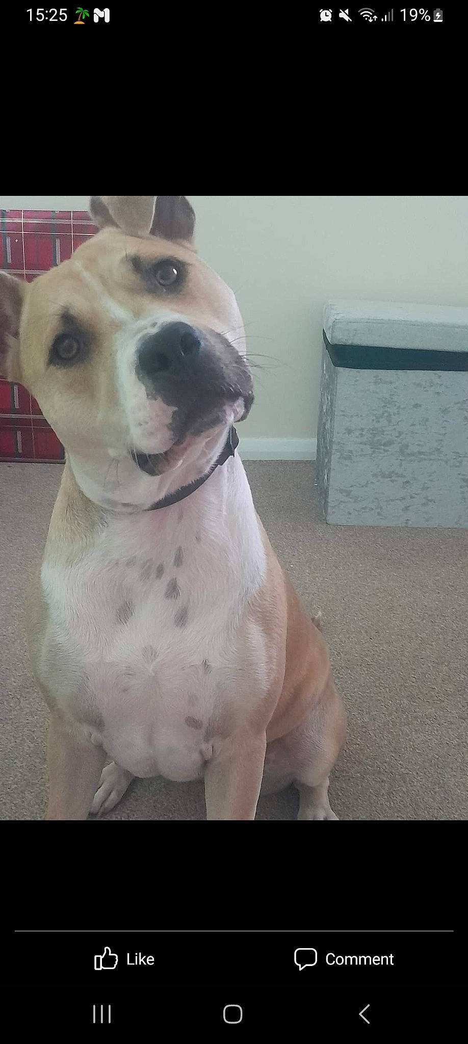 Cena is registered to the contest to win money with this photo: canidae, carnivore, collar, companion_dog, dog, dog_breed, dog_collar, ear, fawn, fur, giant_dog_breed, metal, non_sporting_group, pet_supply, snout, sporting_group, whiskers, working_animal