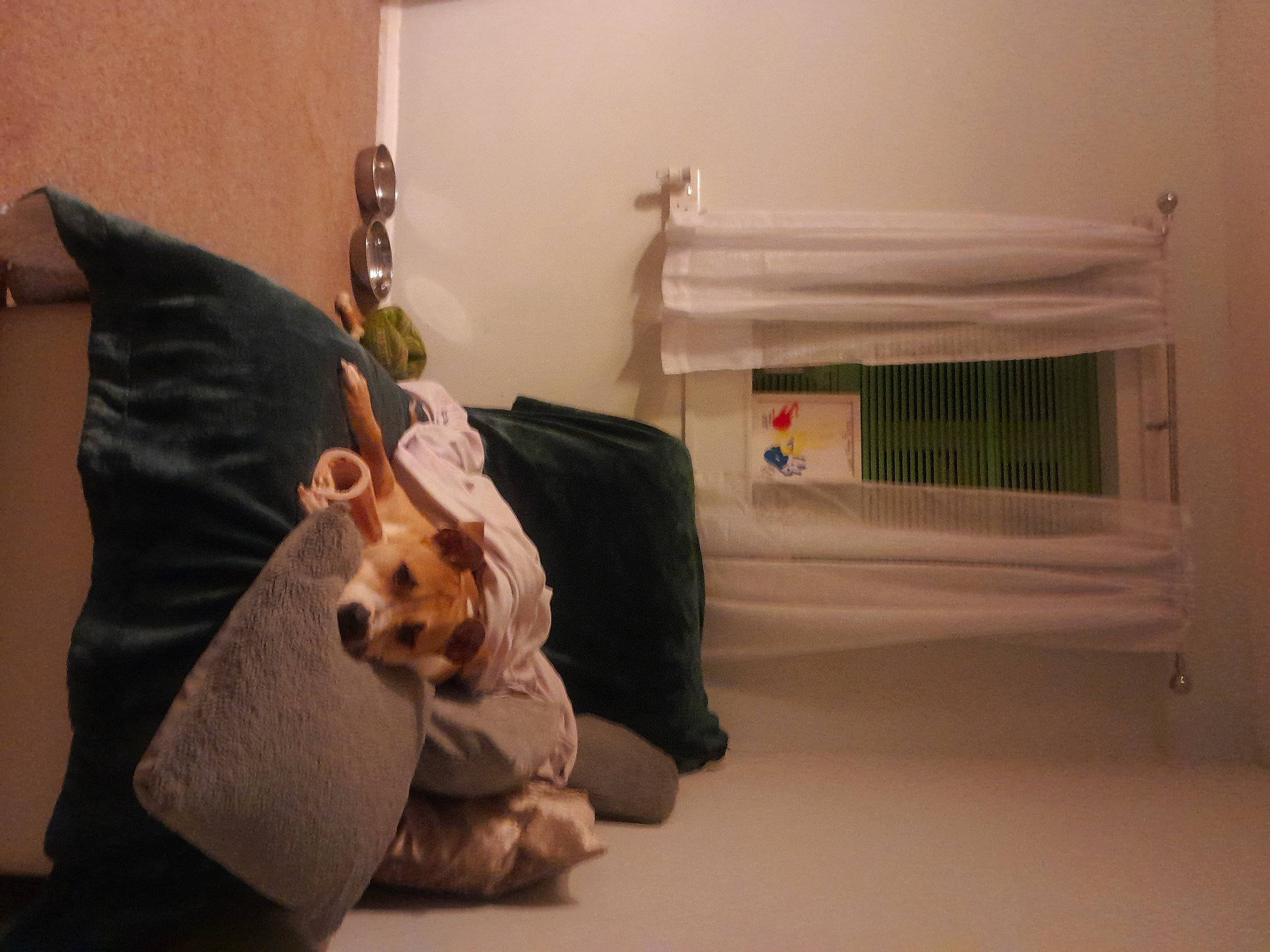 Cena joined the competition — help win amazing prizes! carnivore, comfort, companion_dog, dog, dog_breed, fawn, felidae, flooring, fur, human_leg, knee, lap, linens, room, small_to_medium_sized_cats, sporting_group, stuffed_toy, toy, whiskers, wood