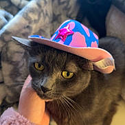 Waffle is registered to the contest to win money with this photo: cat, gray_cat, cowboy_hat, pink_hat, blue_hat, yellow_eyes, hand, fuzzy_sleeve, blanket, indoor, pet, animal, cute, feline, closeup, cozy, domestic_cat, fur, whiskers, hat