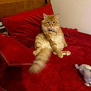 Duke joined the competition — help win amazing prizes! cat, orange_cat, fluffy_cat, bed, red_bedspread, red_pillow, wooden_headboard, plush_toy, indoor, relaxed, pet, feline, cozy, furniture, domestic_animal, sleeping_area, fur, cute, animal, resting