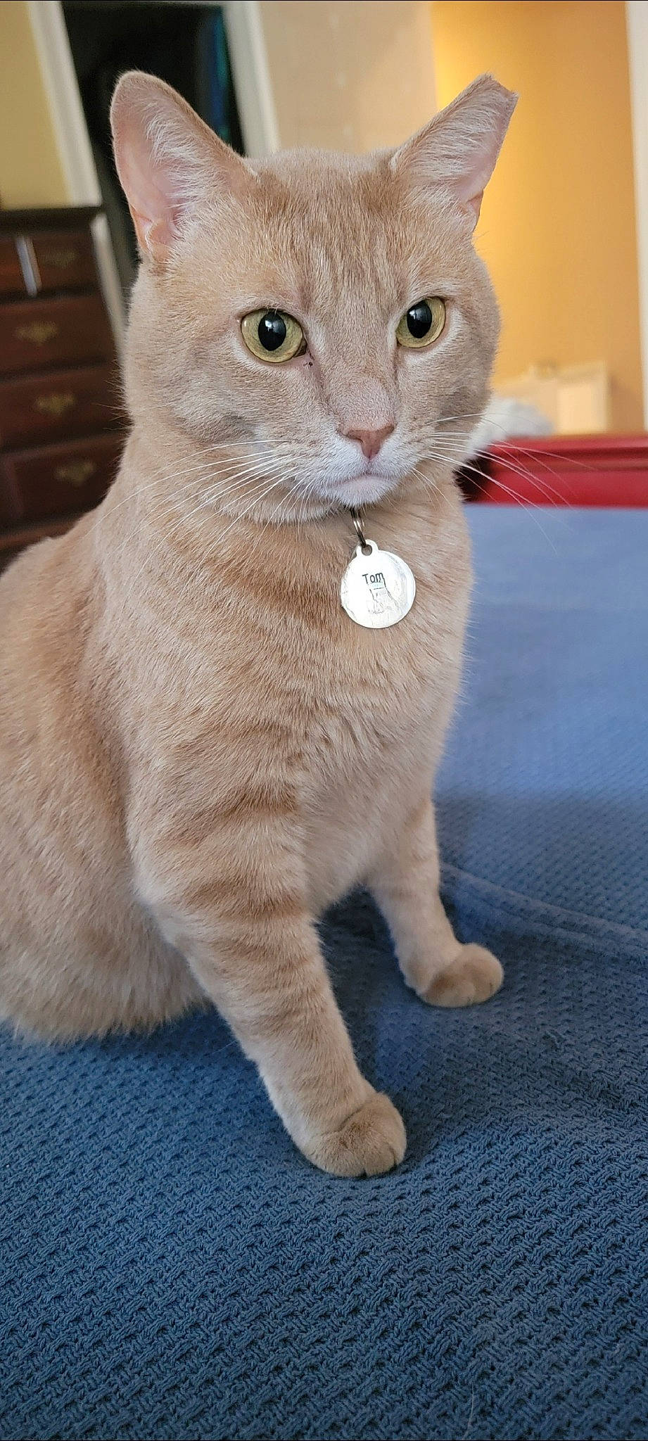 Tom joined the competition — help win amazing prizes! carnivore, cat, chest_of_drawers, claw, collar, domestic_short_haired_cat, fawn, felidae, fur, iris, paw, photo_caption, small_to_medium_sized_cats, snout, tail, terrestrial_animal, whiskers, window