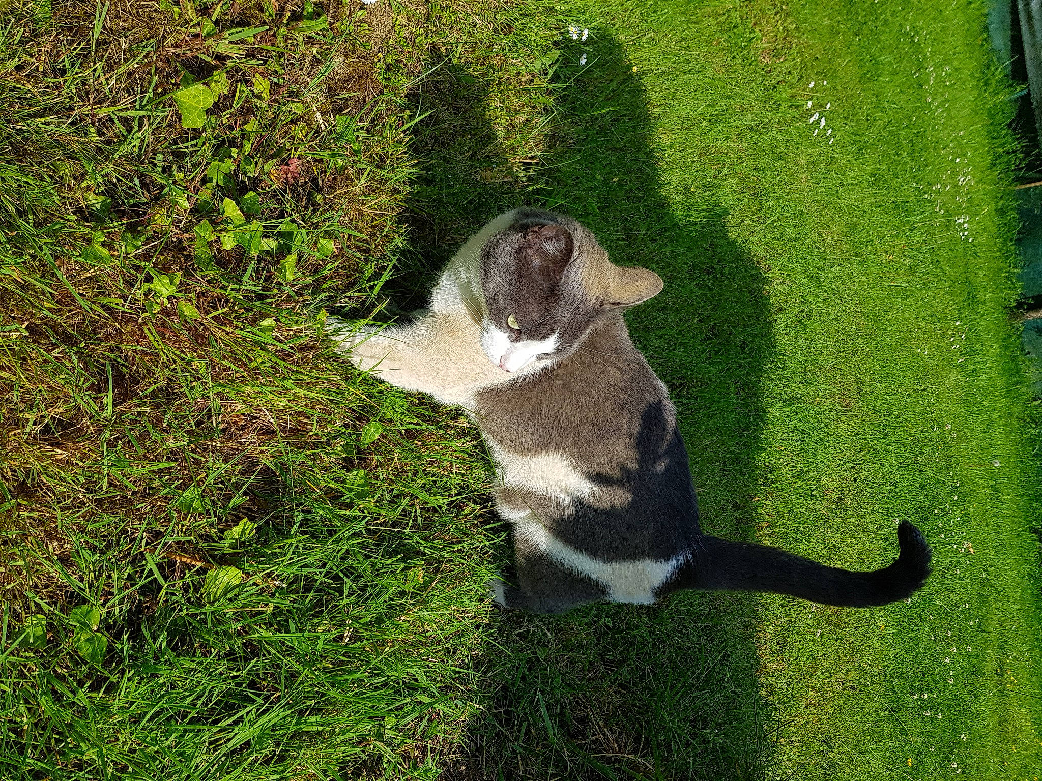 Brigand a rejoint le concours — aidez-le/la à gagner de superbes lots ! carnivore, cat, domestic_short_haired_cat, felidae, fur, grass, grass_family, green, groundcover, lawn, shadow, small_to_medium_sized_cats, snout, tail, terrestrial_animal, whiskers, yard