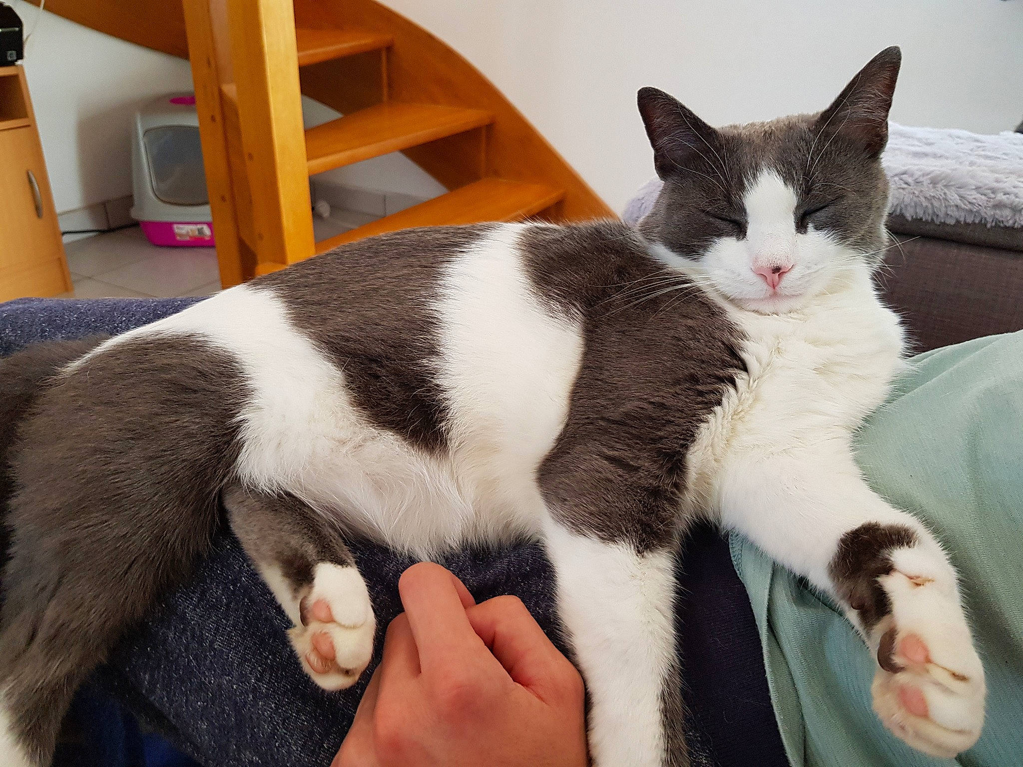 Brigand a rejoint le concours — aidez-le/la à gagner de superbes lots ! carnivore, cat, comfort, facial_expression, felidae, finger, foot, fur, human, nail, organ, paw, sitting, skin, small_to_medium_sized_cats, snout, terrestrial_animal, toe, vertebrate, whiskers