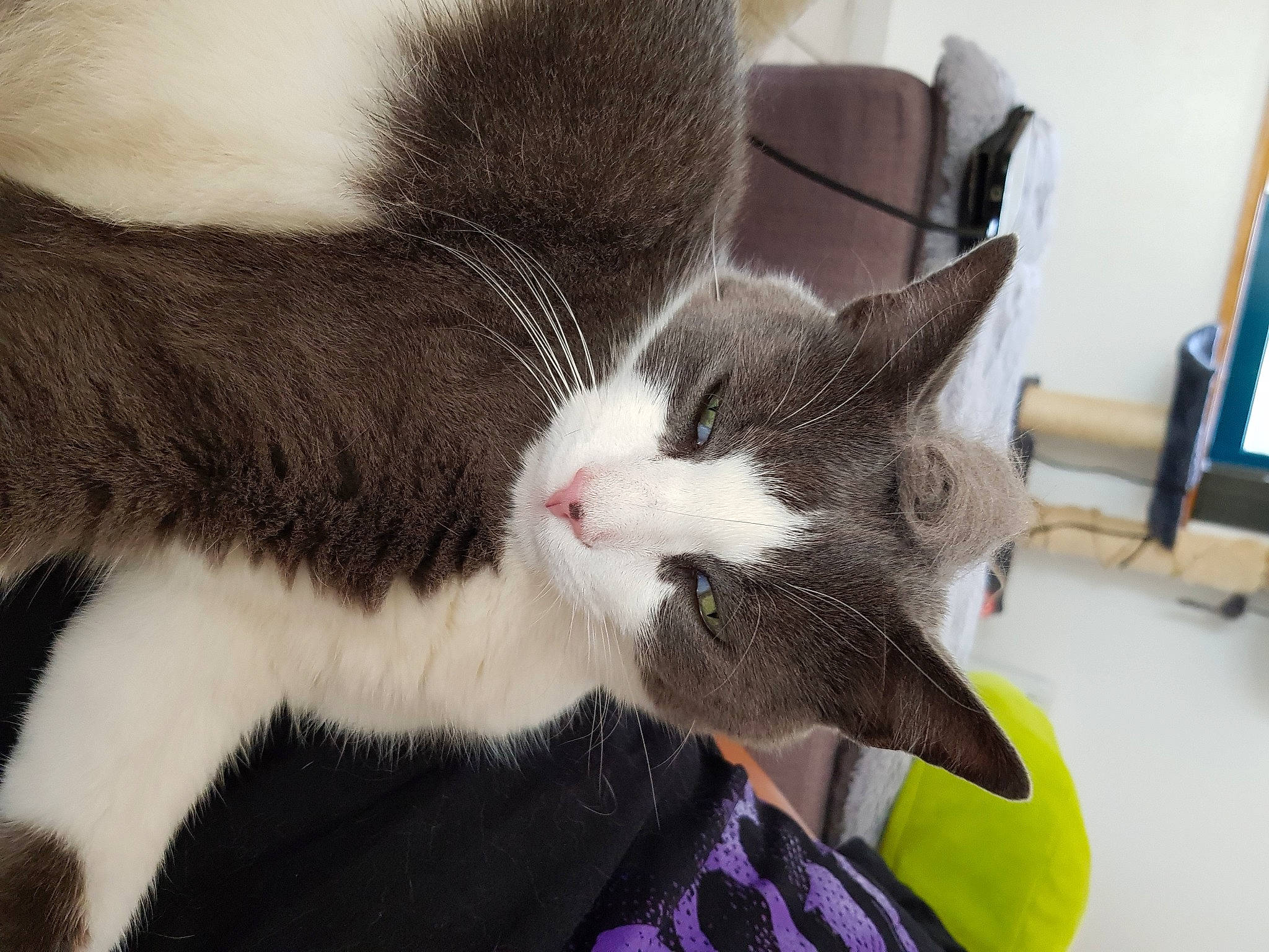 Brigand participe au concours pour gagner de l'argent avec cette photo : carnivore, cat, claw, collar, comfort, domestic_short_haired_cat, felidae, fur, paw, pet_supply, small_to_medium_sized_cats, snout, tail, terrestrial_animal, vertebrate, whiskers