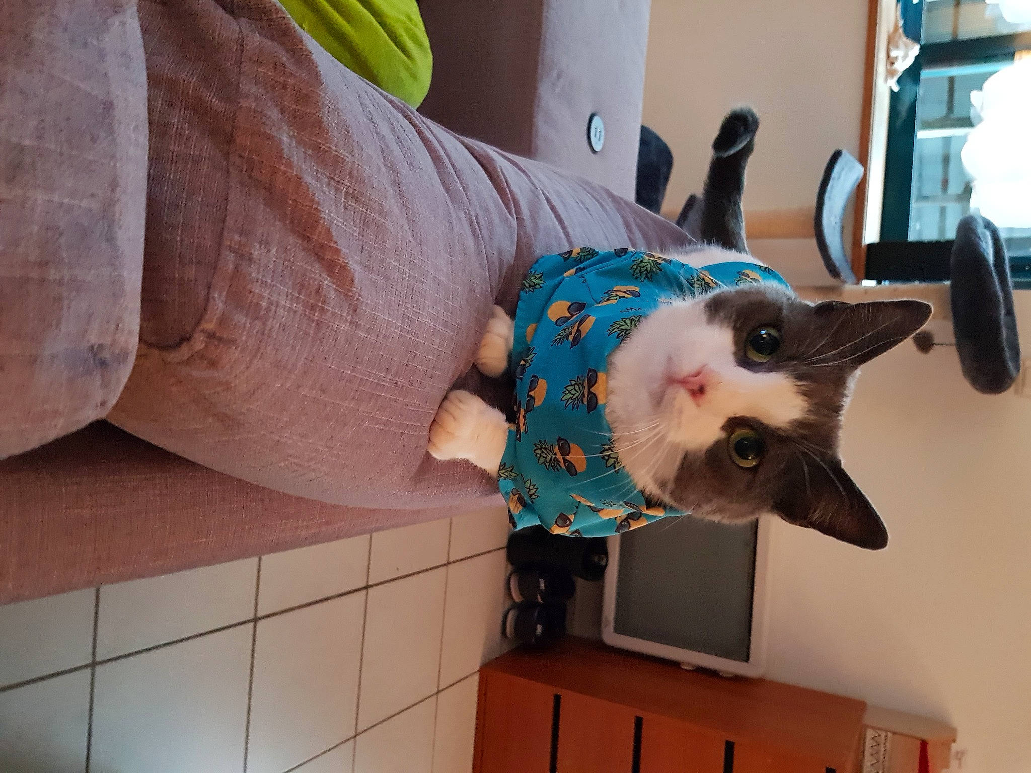 Brigand a rejoint le concours — aidez-le/la à gagner de superbes lots ! cabinetry, carnivore, cat, collar, domestic_short_haired_cat, felidae, fur, peach, siamese, small_to_medium_sized_cats, snout, stuffed_toy, teal, tile, turquoise, whiskers