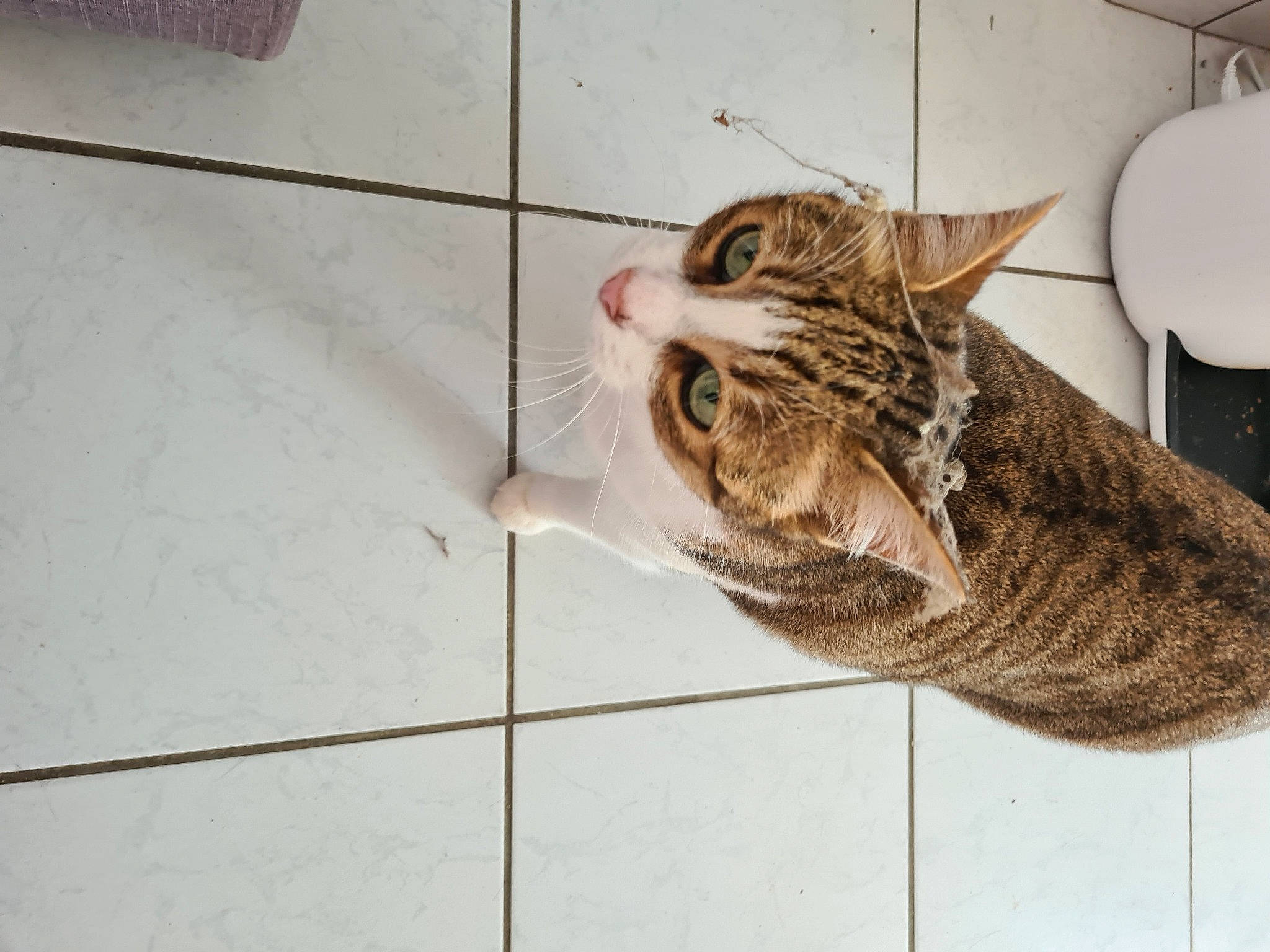 Pitchoune a rejoint le concours — aidez-le/la à gagner de superbes lots ! carnivore, cat, domestic_short_haired_cat, felidae, floor, flooring, fur, lamp, pet_supply, small_to_medium_sized_cats, snout, tabby_cat, tile, tile_flooring, vertebrate, whiskers