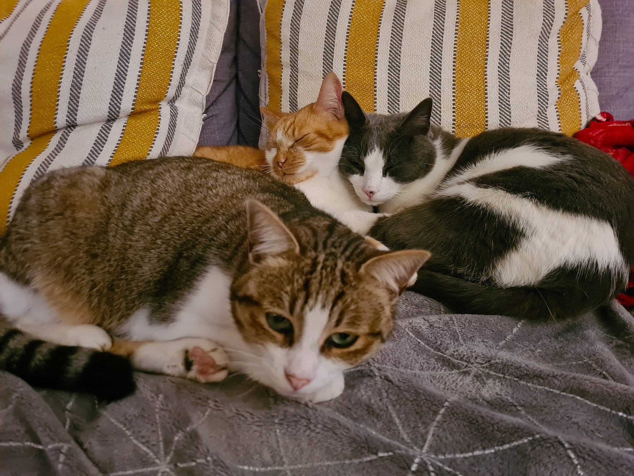 Pitchoune a rejoint le concours — aidez-le/la à gagner de superbes lots ! carnivore, cat, curtain, domestic_short_haired_cat, felidae, fur, home_accessories, linens, small_to_medium_sized_cats, snout, tail, vertebrate, whiskers, window_treatment