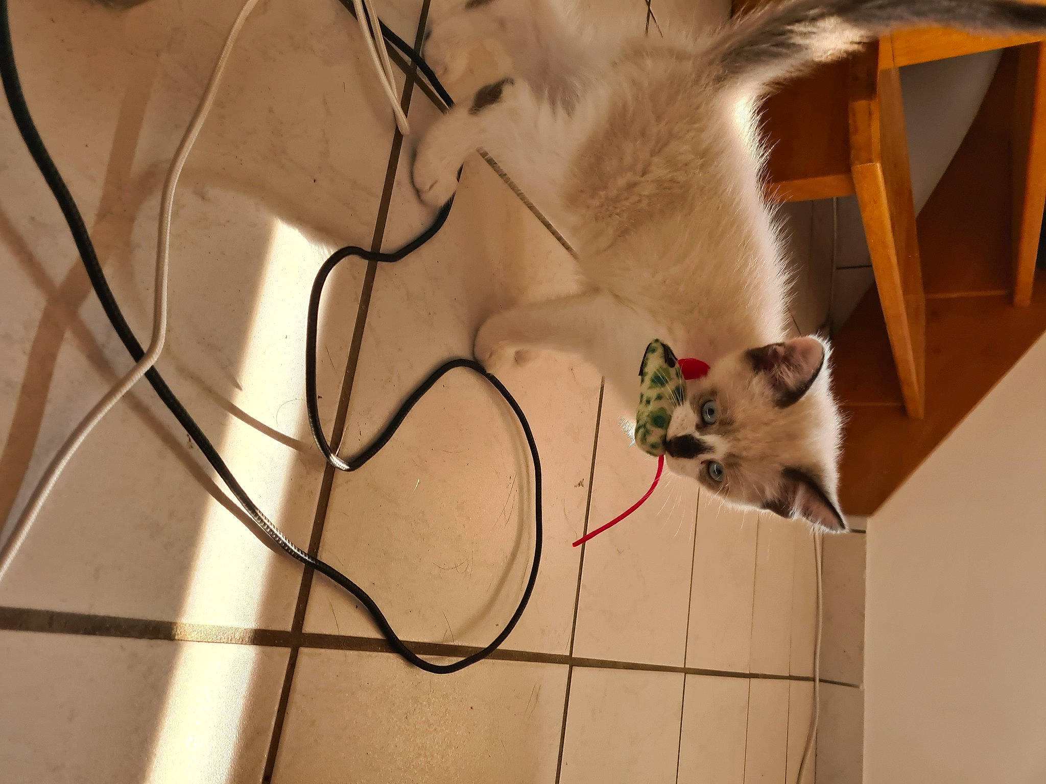 Miko participe au concours pour gagner de l'argent avec cette photo : birman, cable, carnivore, cat, curious, electrical_supply, electrical_wiring, felidae, fur, kitten, siamese, small_to_medium_sized_cats, snout, vertebrate, whiskers, wire