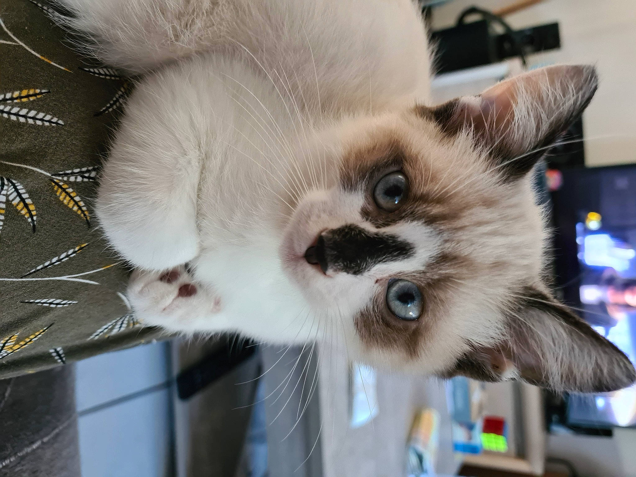 Miko a rejoint le concours — aidez-le/la à gagner de superbes lots ! carnivore, cat, claw, curious, felidae, fur, iris, kitten, pet_supply, small_to_medium_sized_cats, snout, vertebrate, whiskers