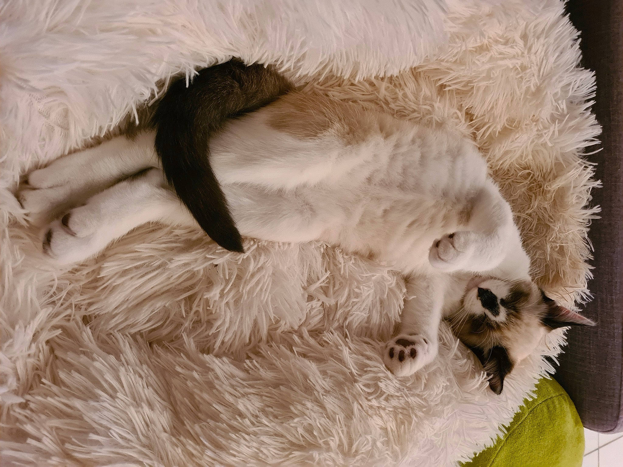 Miko a rejoint le concours — aidez-le/la à gagner de superbes lots ! carnivore, cat, cat_bed, felidae, fur, natural_material, paw, small_to_medium_sized_cats, snout, terrestrial_animal, vertebrate, whiskers