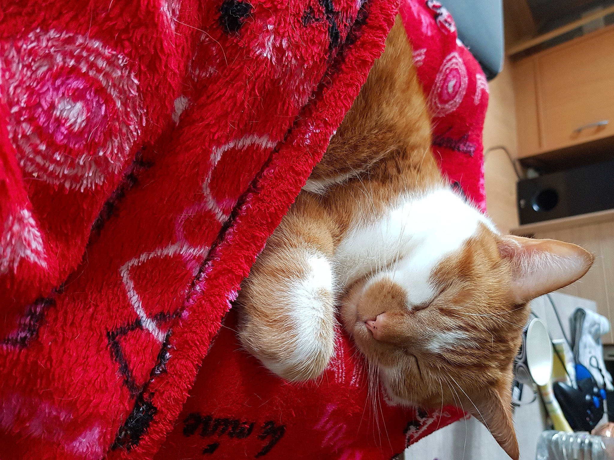 Roucky participe au concours pour gagner de l'argent avec cette photo : blanket, carmine, carnivore, cat, chest_of_drawers, comfort, coquelicot, domestic_short_haired_cat, felidae, fur, red, small_to_medium_sized_cats, snout, textile, whiskers