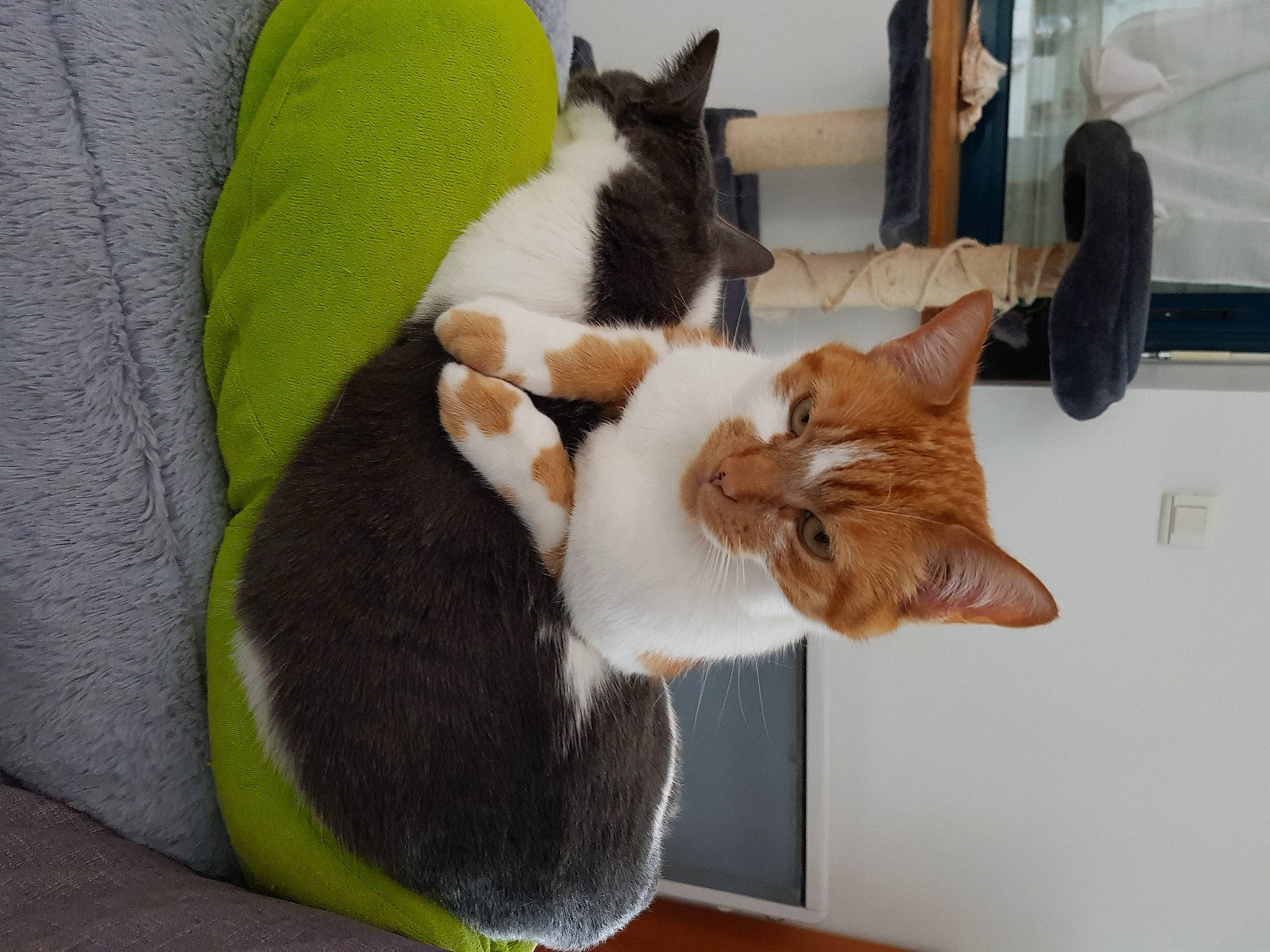 Roucky participe au concours pour gagner de l'argent avec cette photo : alloy_wheel, carnivore, cat, comfort, domestic_short_haired_cat, door, felidae, fur, pet_supply, small_to_medium_sized_cats, snout, tail, tire_care, vehicle_door, vertebrate, whiskers