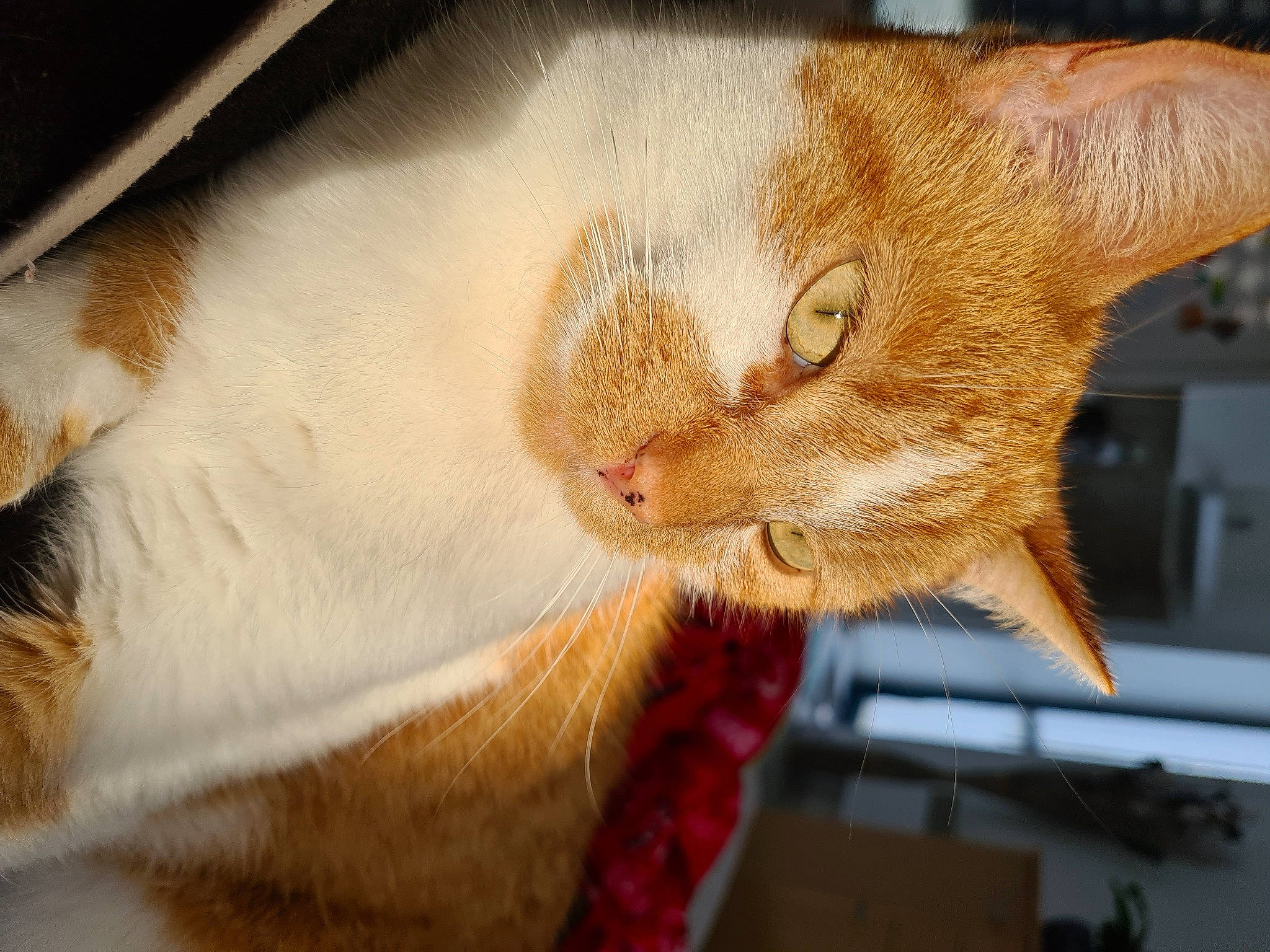 Roucky a rejoint le concours — aidez-le/la à gagner de superbes lots ! carnivore, cat, cat_supply, collar, domestic_short_haired_cat, fawn, felidae, fur, orange, organism, pet_supply, small_to_medium_sized_cats, snout, tabby_cat, vertebrate, whiskers