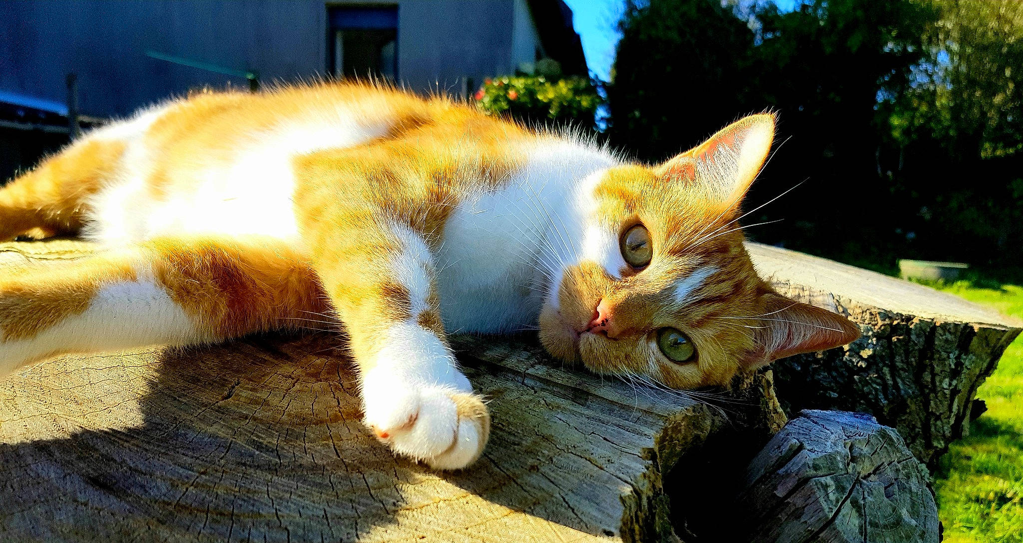 Roucky a rejoint le concours — aidez-le/la à gagner de superbes lots ! carnivore, cat, domestic_short_haired_cat, felidae, fur, paw, small_to_medium_sized_cats, snout, tabby_cat, tail, terrestrial_animal, vertebrate, whiskers