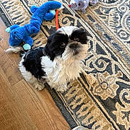 Bandit joined the competition — help win amazing prizes! black_and_white, blue_toy, carpet, close_up, cute, dog, fur, hardwood_floor, home, indoor, looking_up, orange_rope, pet, plush_toy, puppy, rug_pattern, sitting, small_dog, sneaker, toy
