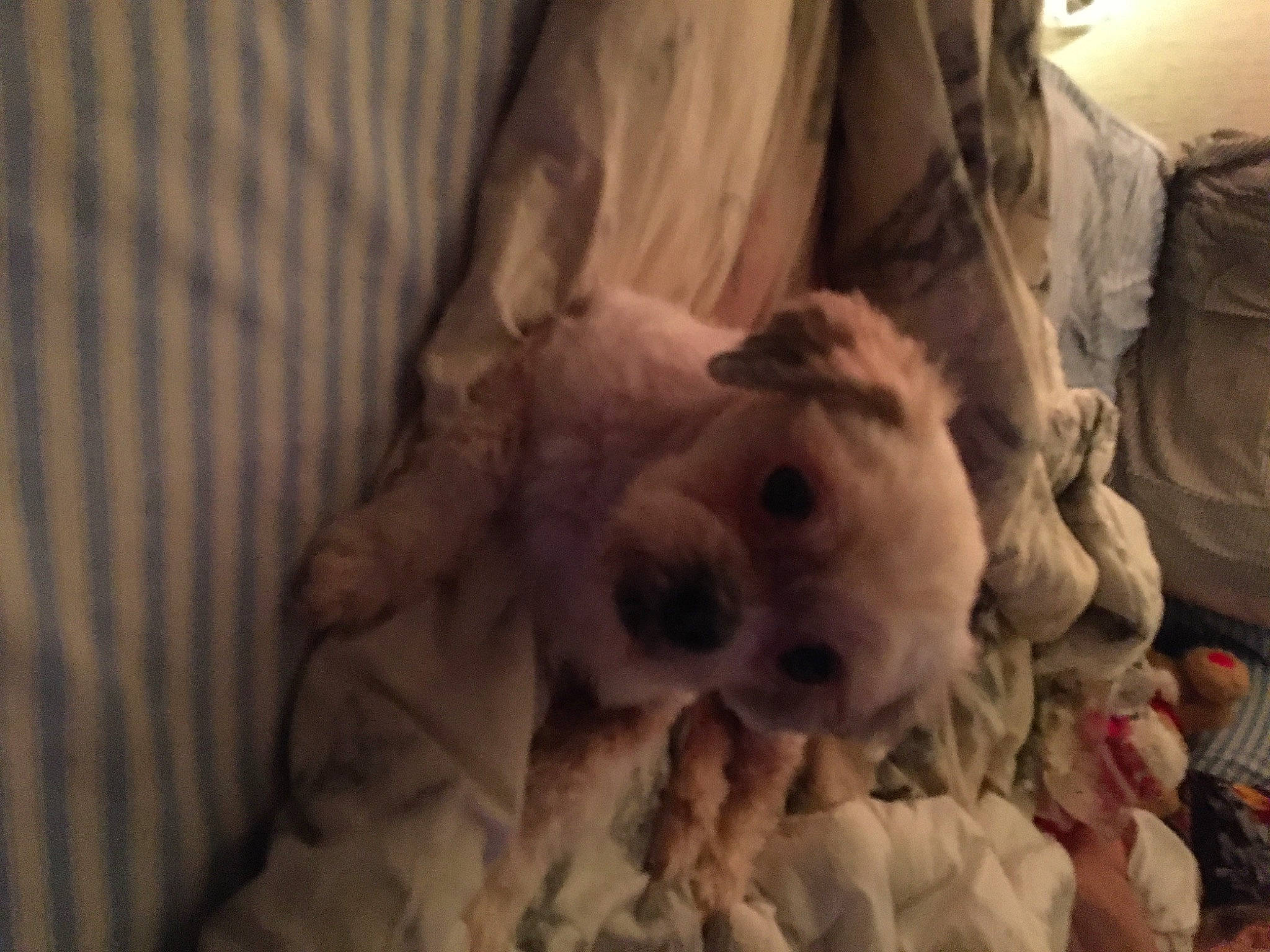 Obadiah joined the competition — help win amazing prizes! bedding, canidae, carnivore, comfort, companion_dog, dog, dog_breed, dog_supply, duvet, fawn, fur, linens, room, snout, sporting_group, terrestrial_animal, toy_dog, whiskers, wood, working_animal