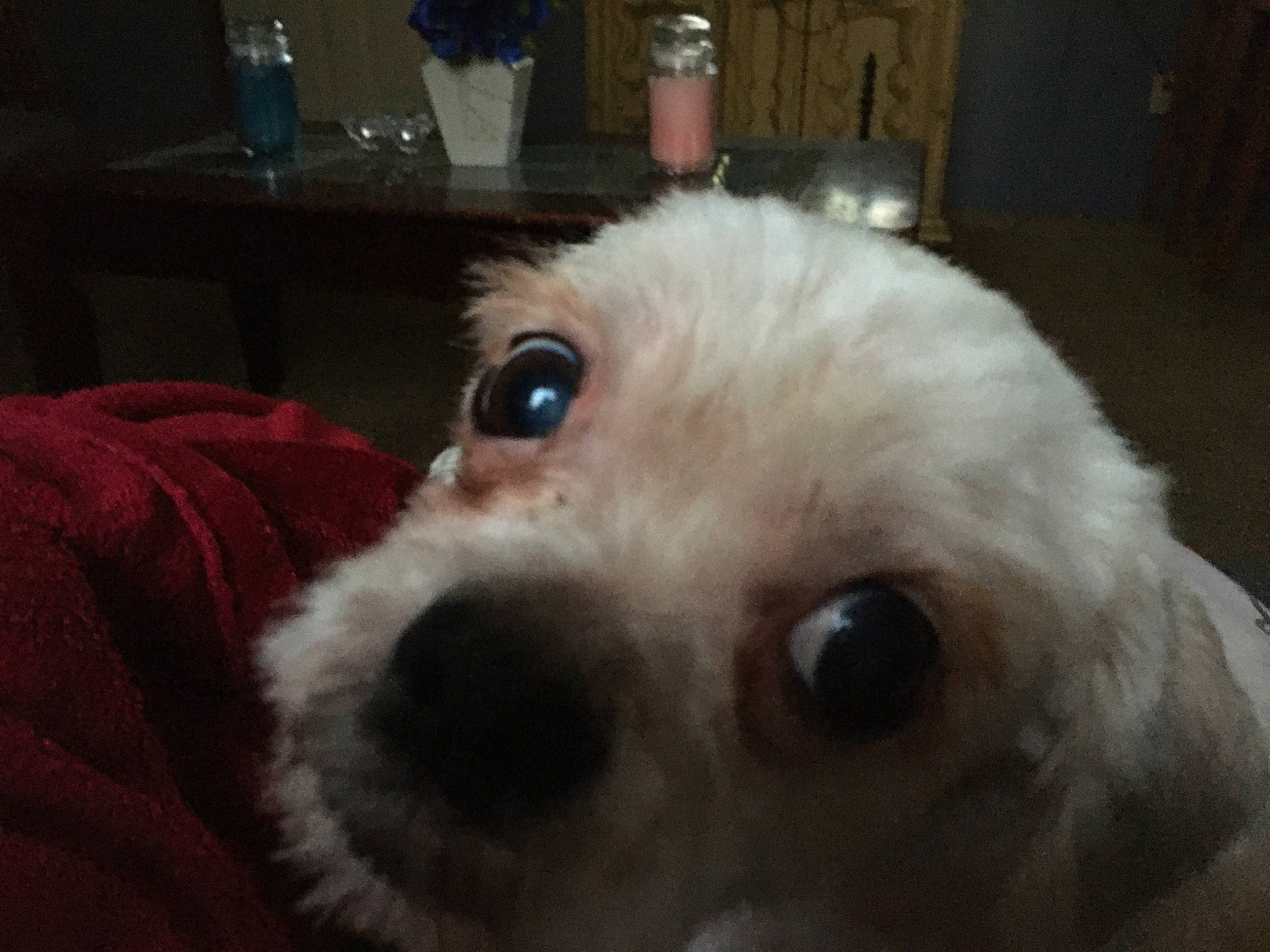 Obadiah is registered to the contest to win money with this photo: canidae, carnivore, companion_dog, dog, dog_breed, fawn, fur, non_sporting_group, small_terrier, snout, sporting_group, toy_dog, whiskers, working_animal