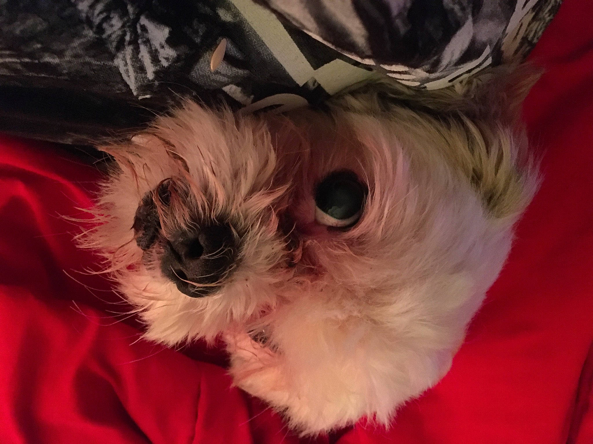 Obadiah joined the competition — help win amazing prizes! canidae, carnivore, companion_dog, dog, dog_breed, dog_clothes, dog_supply, fawn, fur, iris, maltepoo, pet_supply, puppy_love, small_terrier, snout, sporting_group, terrier, toy_dog, whiskers, working_animal