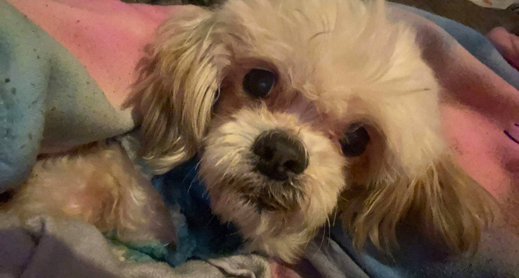 Obadiah is registered to the contest to win money with this photo: canidae, carnivore, companion_dog, dog, dog_breed, eye, fur, mal_shi, maltepoo, plant, puppy, puppy_love, shih_poo, small_terrier, snout, sporting_group, terrier, toy_dog, working_animal, yorkipoo