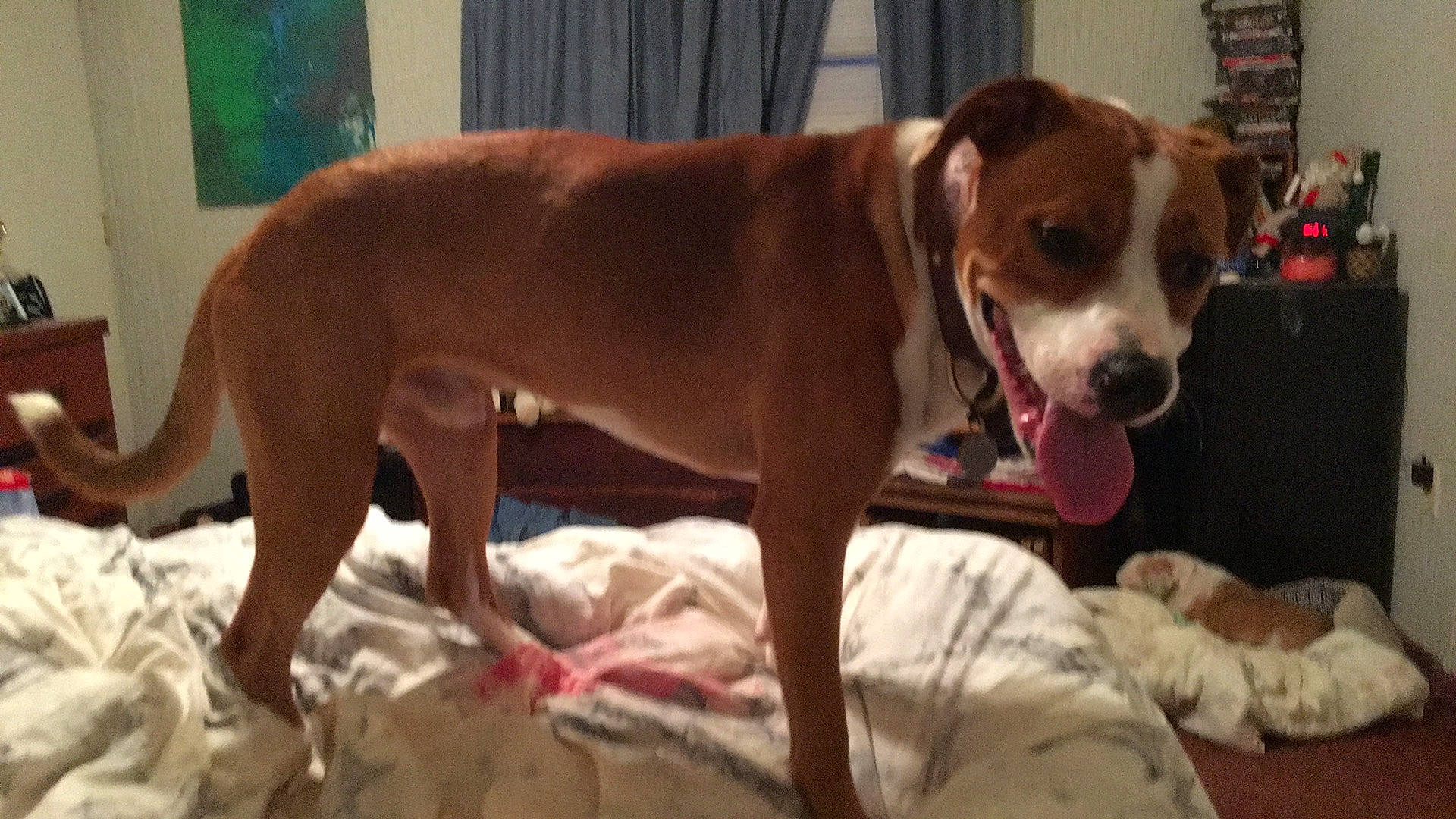 Bondzeye joined the competition — help win amazing prizes! ancient_dog_breeds, canidae, carnivore, collar, comfort, companion_dog, dog, dog_breed, dog_collar, dog_supply, fawn, liver, non_sporting_group, pet_supply, snout, sporting_group, tail, whiskers, working_animal, working_dog