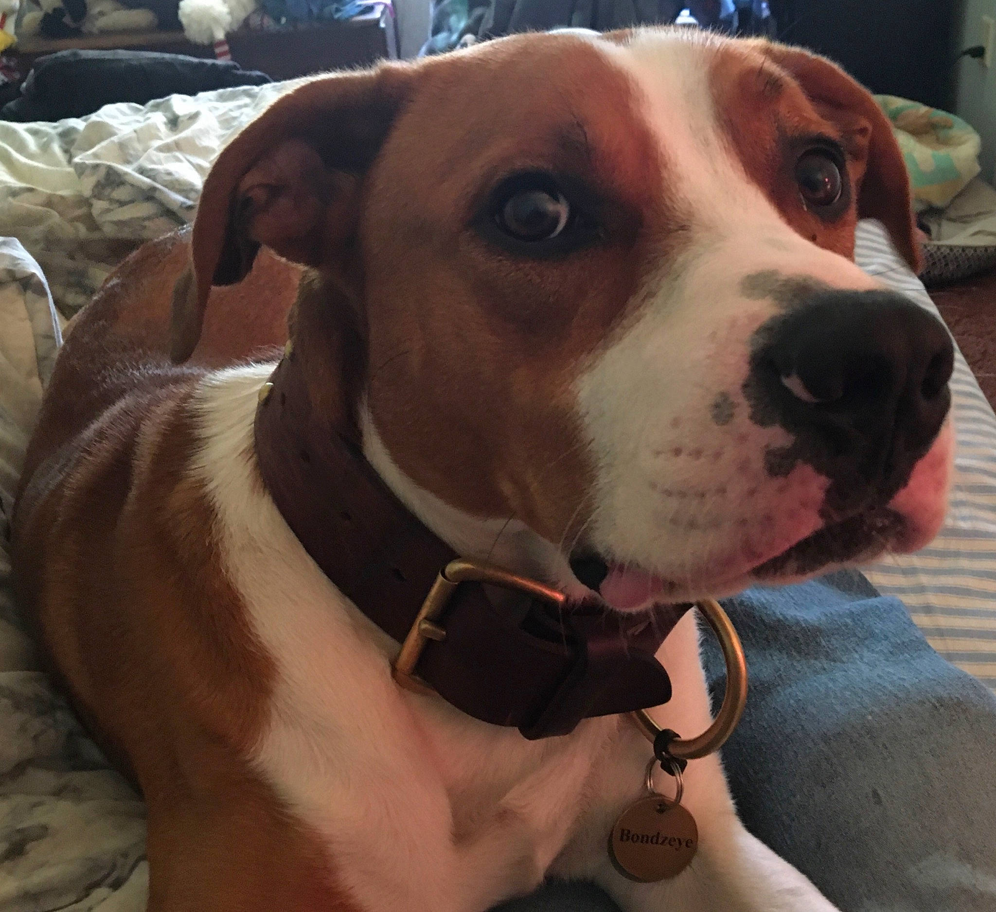 Bondzeye joined the competition — help win amazing prizes! ancient_dog_breeds, canidae, carnivore, collar, companion_dog, dog, dog_breed, dog_collar, fawn, fur, leash, metal, non_sporting_group, pet_supply, selfie, snout, sporting_group, whiskers, working_animal, working_dog