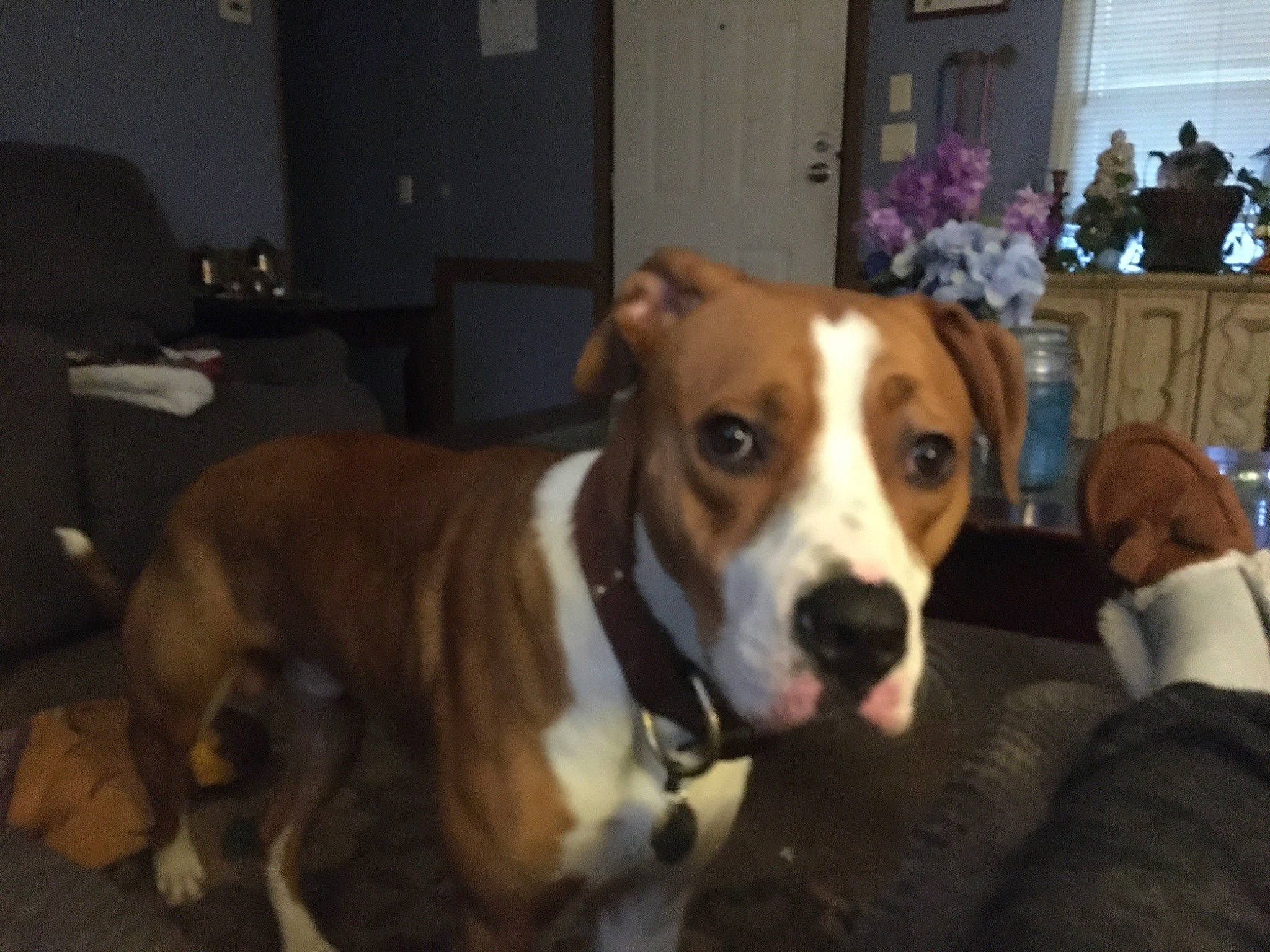 Bondzeye joined the competition — help win amazing prizes! canidae, carnivore, collar, companion_dog, dog, dog_breed, dog_collar, door, fawn, flooring, fur, hardwood, houseplant, non_sporting_group, snout, sporting_group, whiskers, working_animal, working_dog