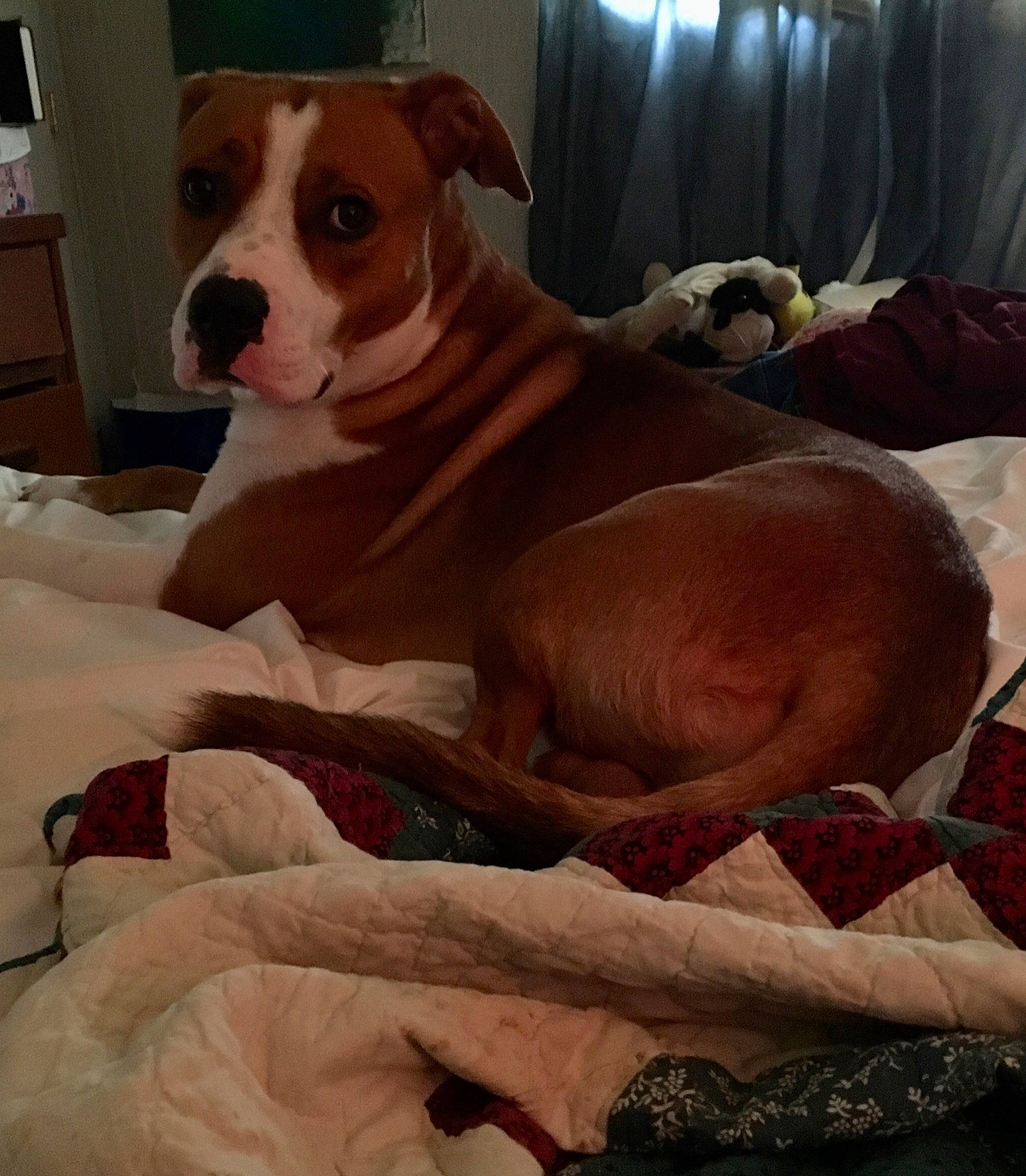 Bondzeye is registered to the contest to win money with this photo: canidae, carnivore, comfort, companion_dog, curtain, dog, dog_breed, dog_supply, fawn, fur, hardwood, linens, non_sporting_group, paw, peach, snout, sporting_group, whiskers, wood, working_animal