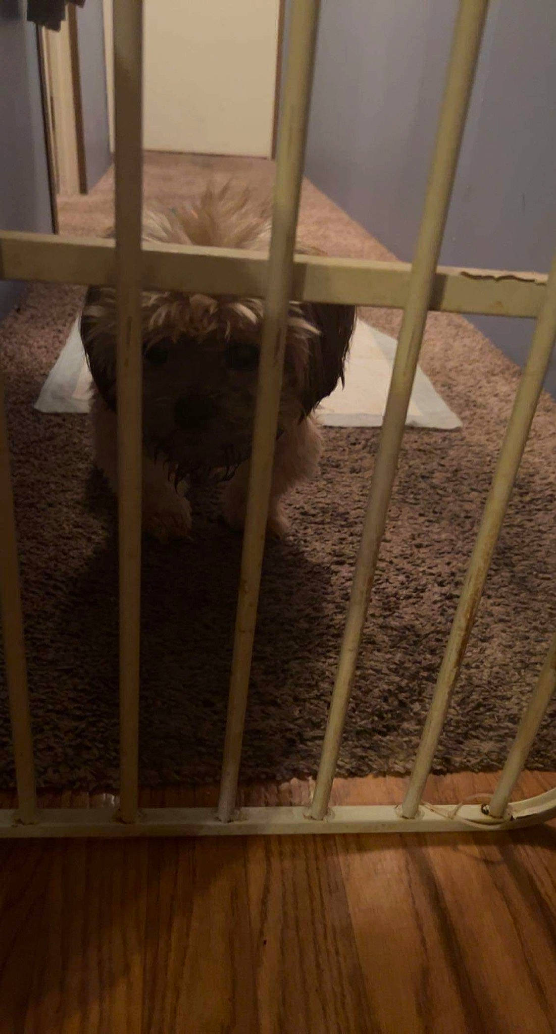 Mac Cain joined the competition — help win amazing prizes! animal_shelter, baluster, cage, fawn, felidae, fence, flooring, glass, handrail, hardwood, mesh, metal, pet_supply, porch, room, stairs, tail, terrestrial_animal, window, wood