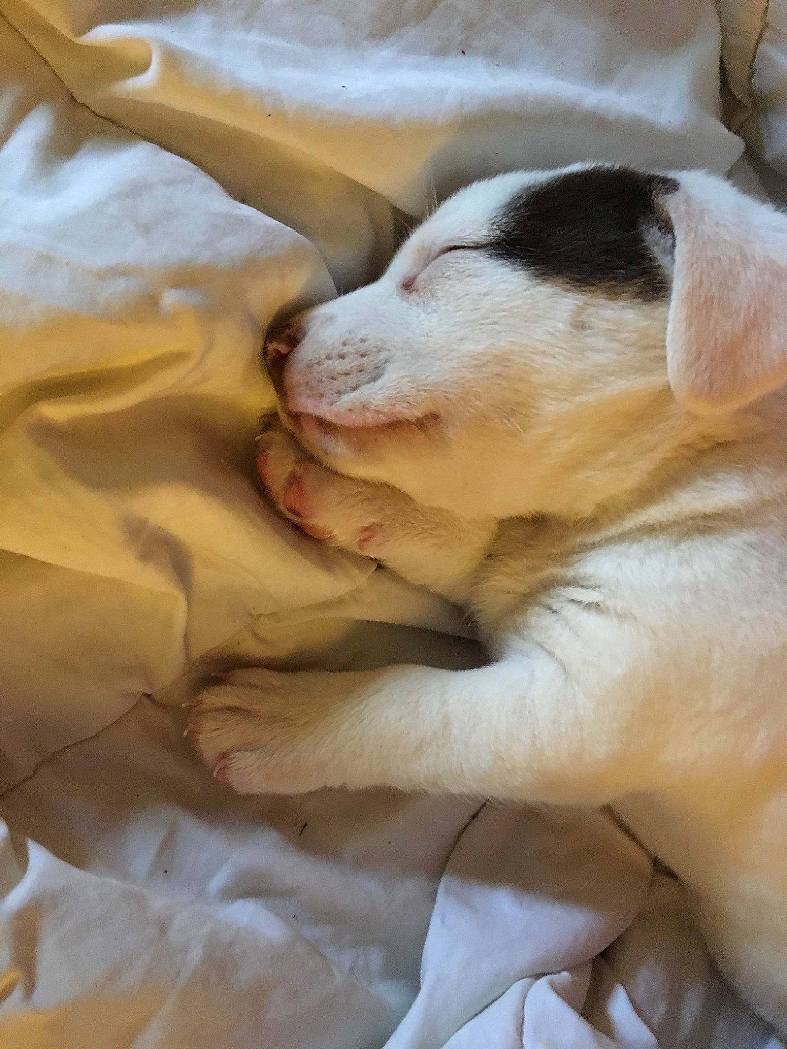 Naomi joined the competition — help win amazing prizes! carnivore, comfort, companion_dog, dog, dog_breed, fawn, flesh, foot, fur, gesture, human_leg, linens, nap, paw, sleep, snout, sporting_group, terrestrial_animal, whiskers, working_animal