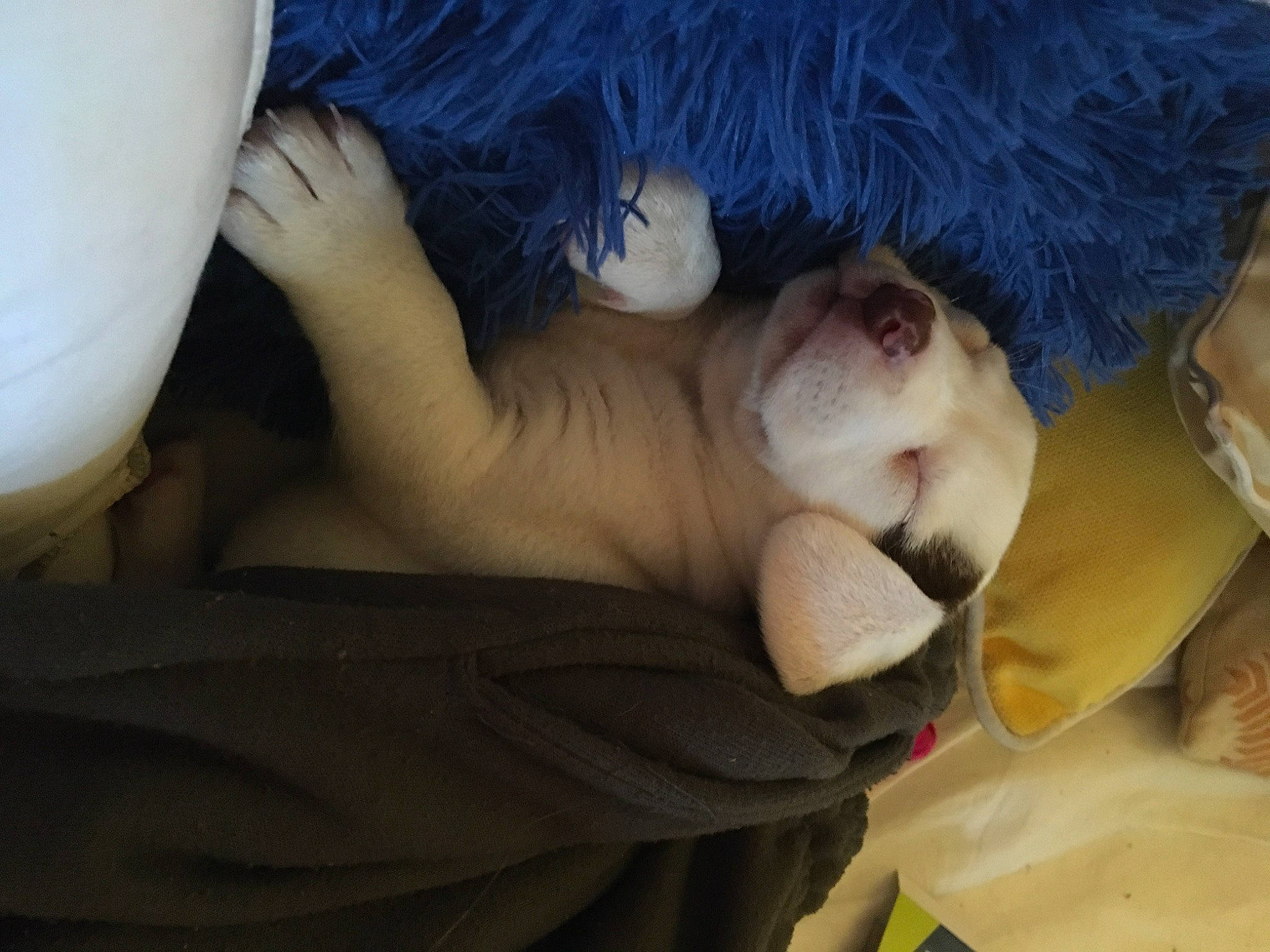 Naomi joined the competition — help win amazing prizes! comfort, companion_dog, dog_breed, felidae, foot, fur, gesture, hat, human_body, human_leg, linens, nap, plush, small_to_medium_sized_cats, sporting_group, stuffed_toy, tail, teddy_bear, toy, whiskers