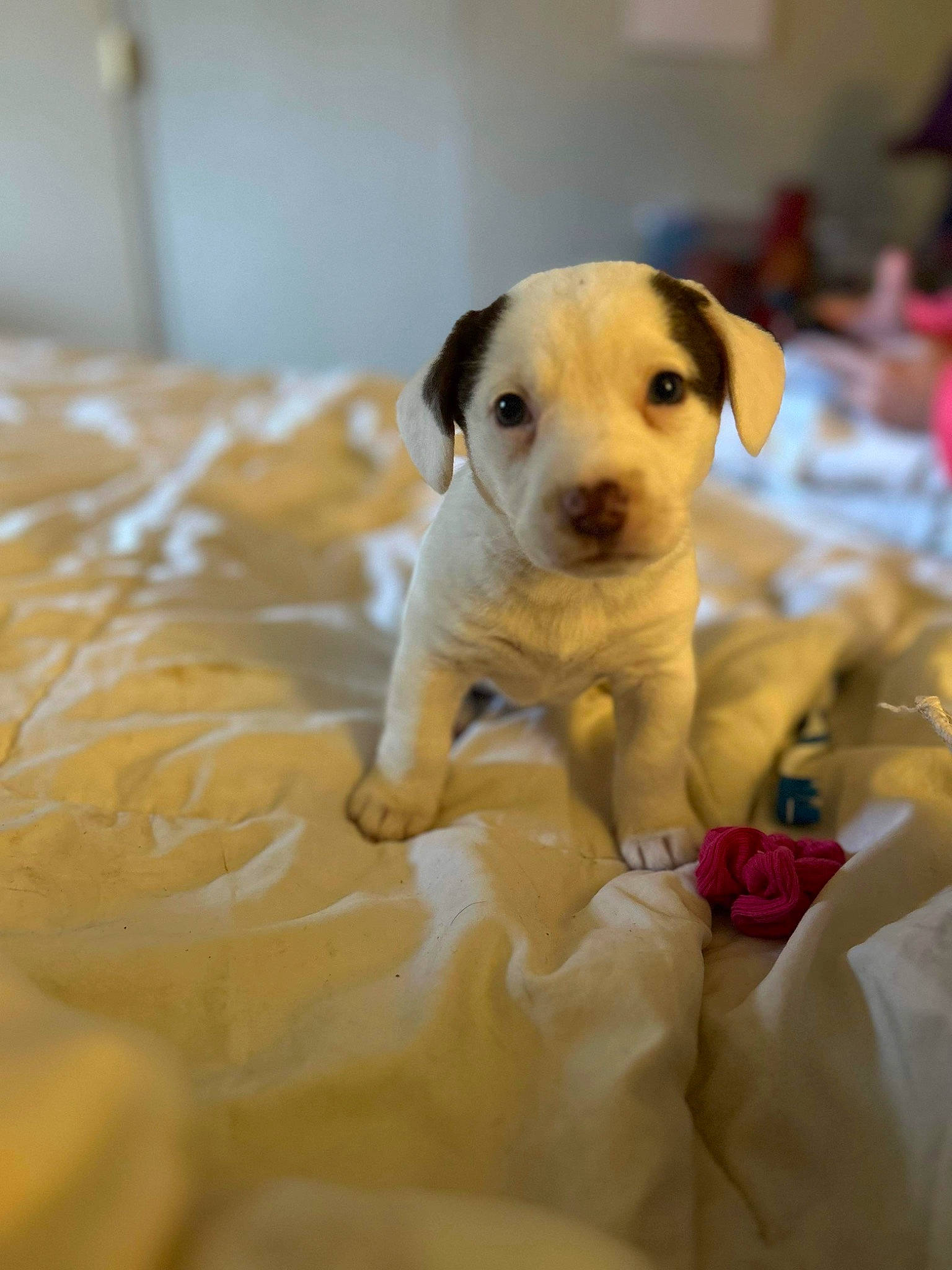 Naomi is registered to the contest to win money with this photo: bedding, carnivore, comfort, companion_dog, dog, dog_breed, dog_supply, fawn, flooring, hardwood, linens, paw, pet_supply, puppy_love, snout, sporting_group, terrier, toy_dog, wood, working_animal