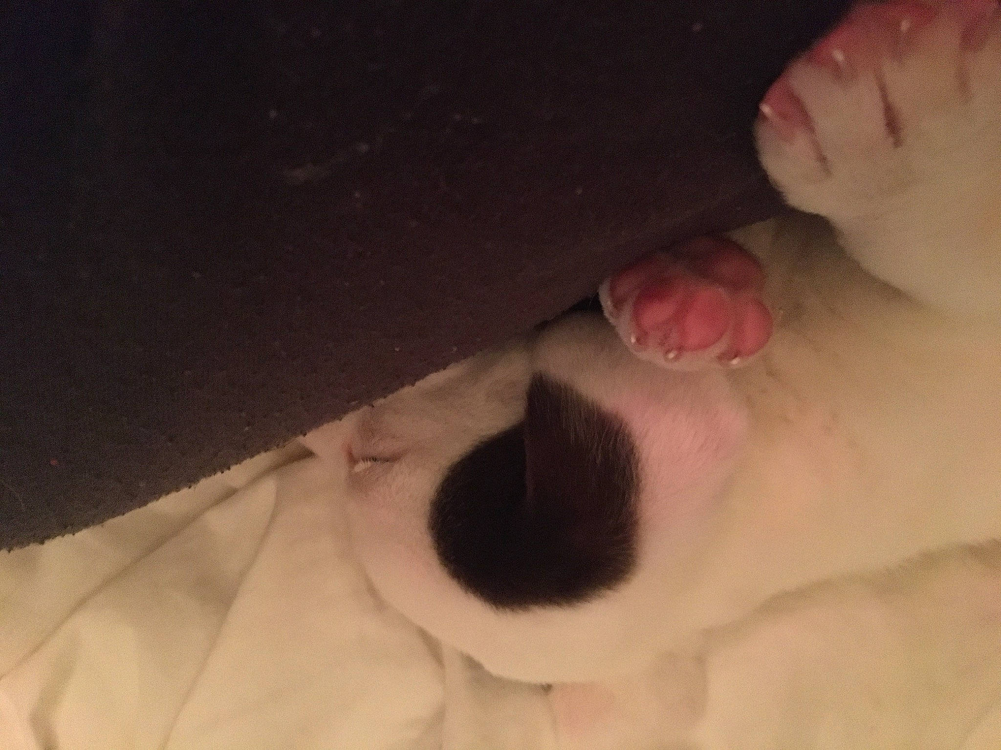 Naomi is registered to the contest to win money with this photo: chest, comfort, dog_breed, ear, elbow, eyelash, felidae, finger, flesh, foot, fur, gesture, human_body, human_leg, jaw, nose, small_to_medium_sized_cats, snout, whiskers, wrist