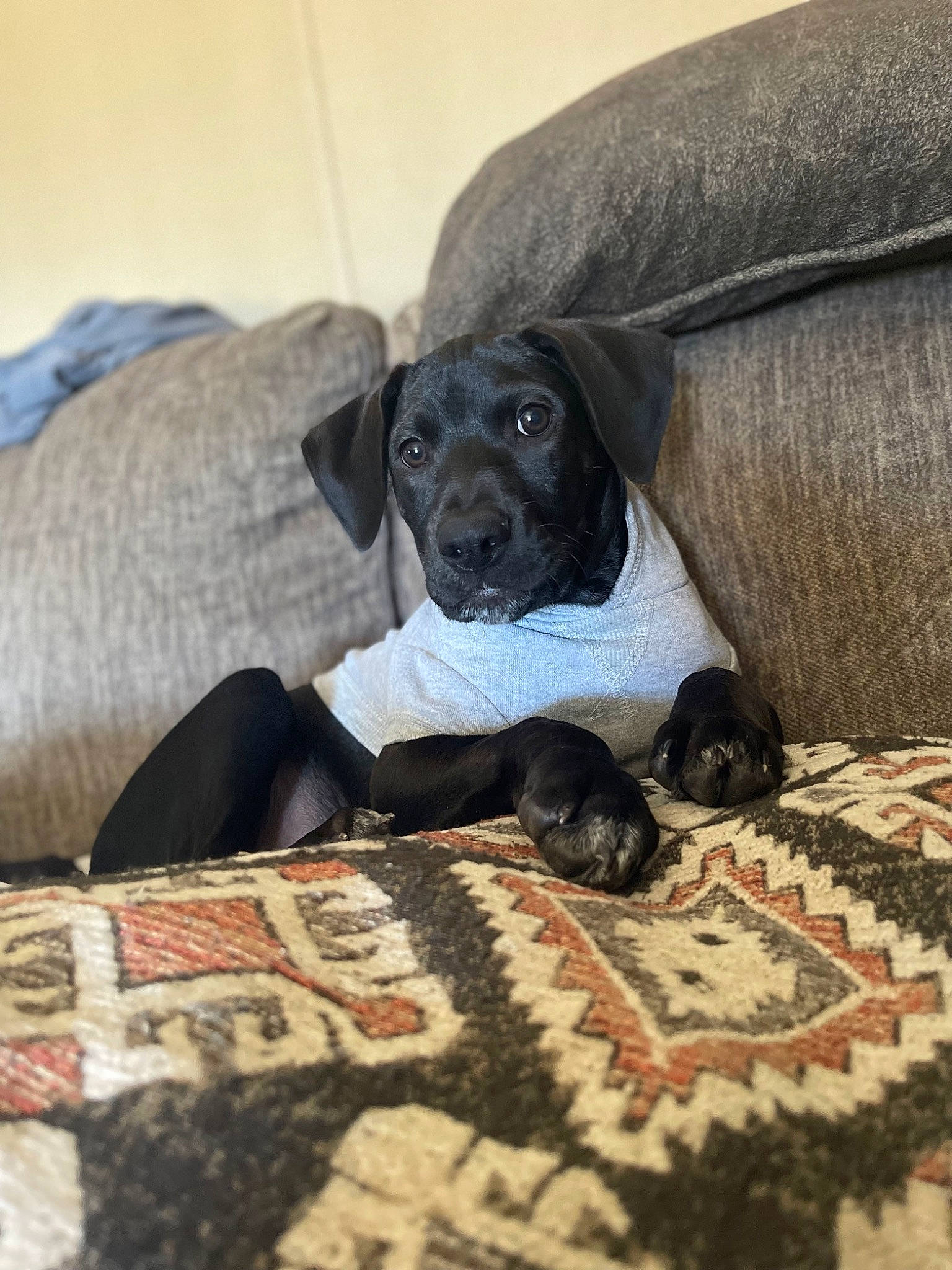 Herc is registered to the contest to win money with this photo: bed, bedding, blanket, carnivore, comfort, companion_dog, dog, dog_breed, flooring, grey, hardwood, linens, mammal, pattern, sitting, sporting_group, terrestrial_animal, vertebrate, wood, working_animal