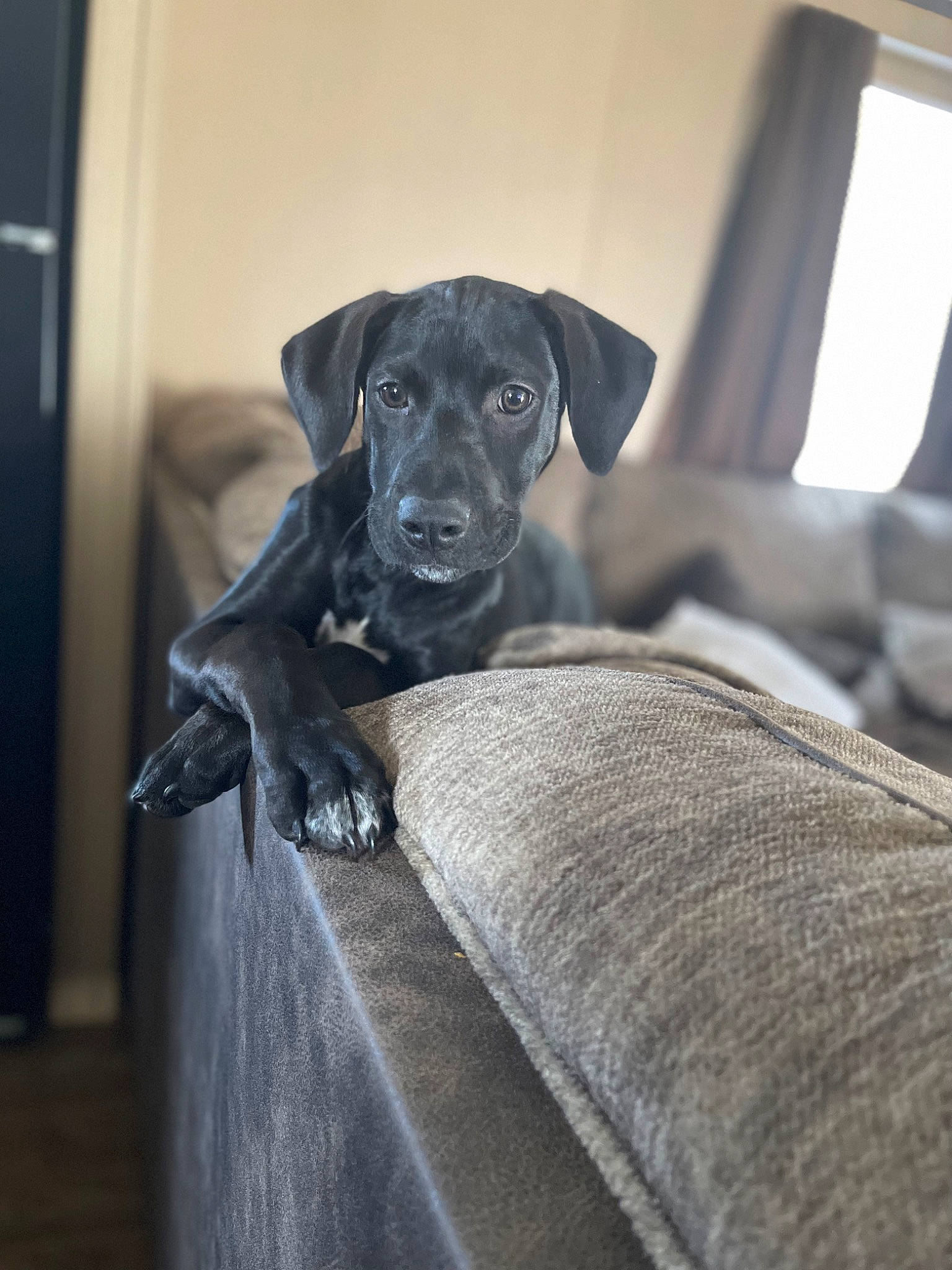 Herc joined the competition — help win amazing prizes! borador, canidae, carnivore, comfort, companion_dog, dog, dog_breed, fawn, fur, grey, guard_dog, gun_dog, puppy, sitting, snout, sporting_group, tail, terrestrial_animal, whiskers, working_animal